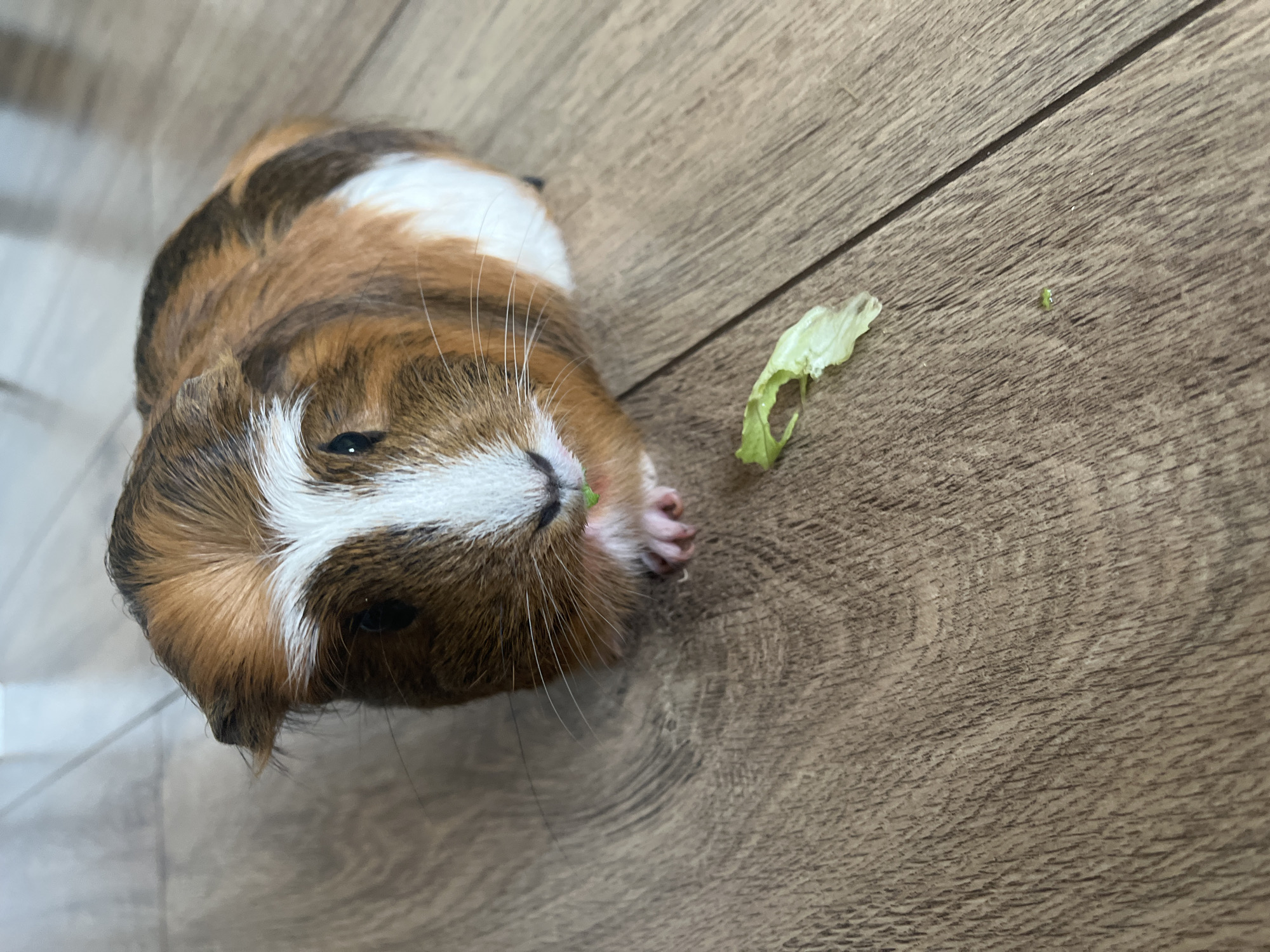 A guinea pig with a brown, white, and tan coat is lying on a light brown wooden floor. It is eating a small piece of lettuce. A smaller piece of lettuce is also present on the floor nearby. The location is Unknown, Unknown.