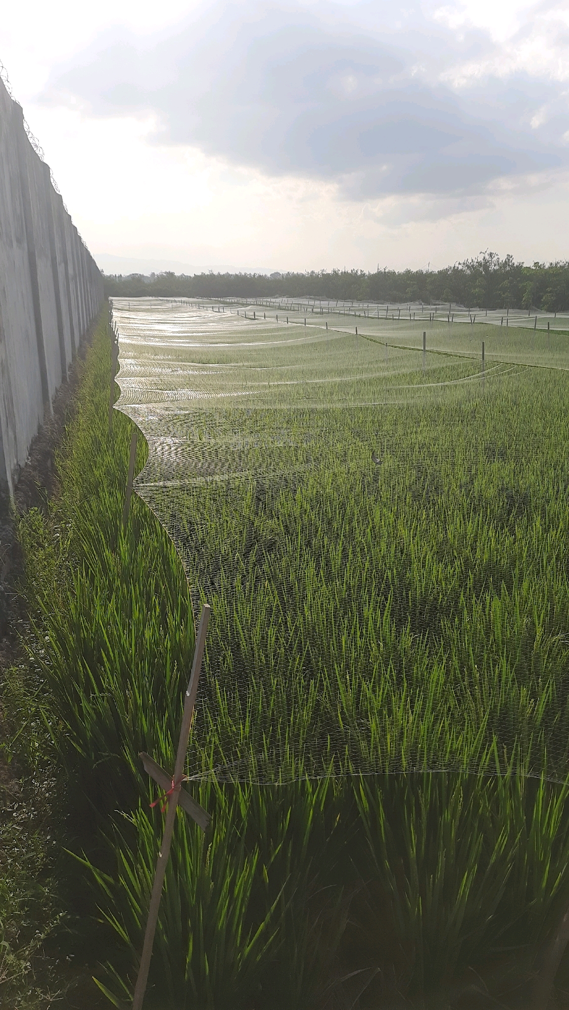 A wide shot captures a rice paddy field in Jajag, Indonesia. The field is covered by a fine mesh net supported by numerous poles, creating a rippled, translucent effect across the surface. The sun is low in the sky, casting a bright, hazy light that reflects off the water within the paddy. The foreground features tall, green rice stalks bordering the net. To the left, a tall, grey concrete wall runs parallel to the paddy, topped with barbed wire, suggesting a secure or enclosed area. The background consists of a line of trees and a cloudy sky. The scene appears to be a controlled environment, possibly for protecting the crops from pests or birds.