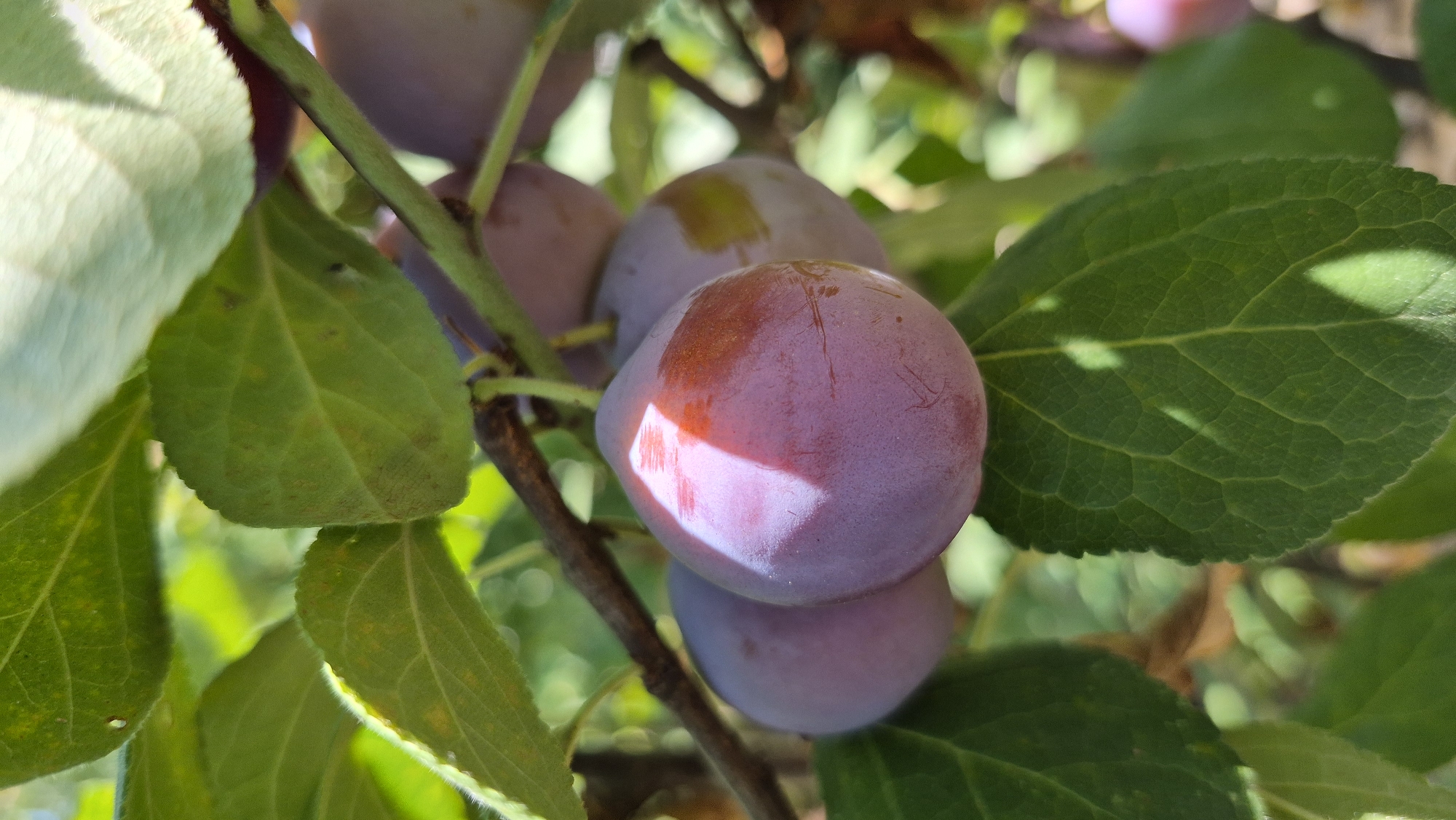 A close-up, low-angle, vertical shot captures a cluster of ripe plums on a tree branch, bathed in dappled sunlight. The foreground is dominated by a large, round plum with a vibrant purple skin, reflecting a bright white patch of light. Behind it, partially obscured by leaves, are several other plums, also purple. Lush green leaves surround the fruit, their veins clearly visible. A thin, brown branch cuts across the frame. The background consists of soft-focus greenery and hints of distant, out-of-focus plums. The scene appears to be outdoors, likely in an orchard or garden setting, with natural light illuminating the fruits and foliage.