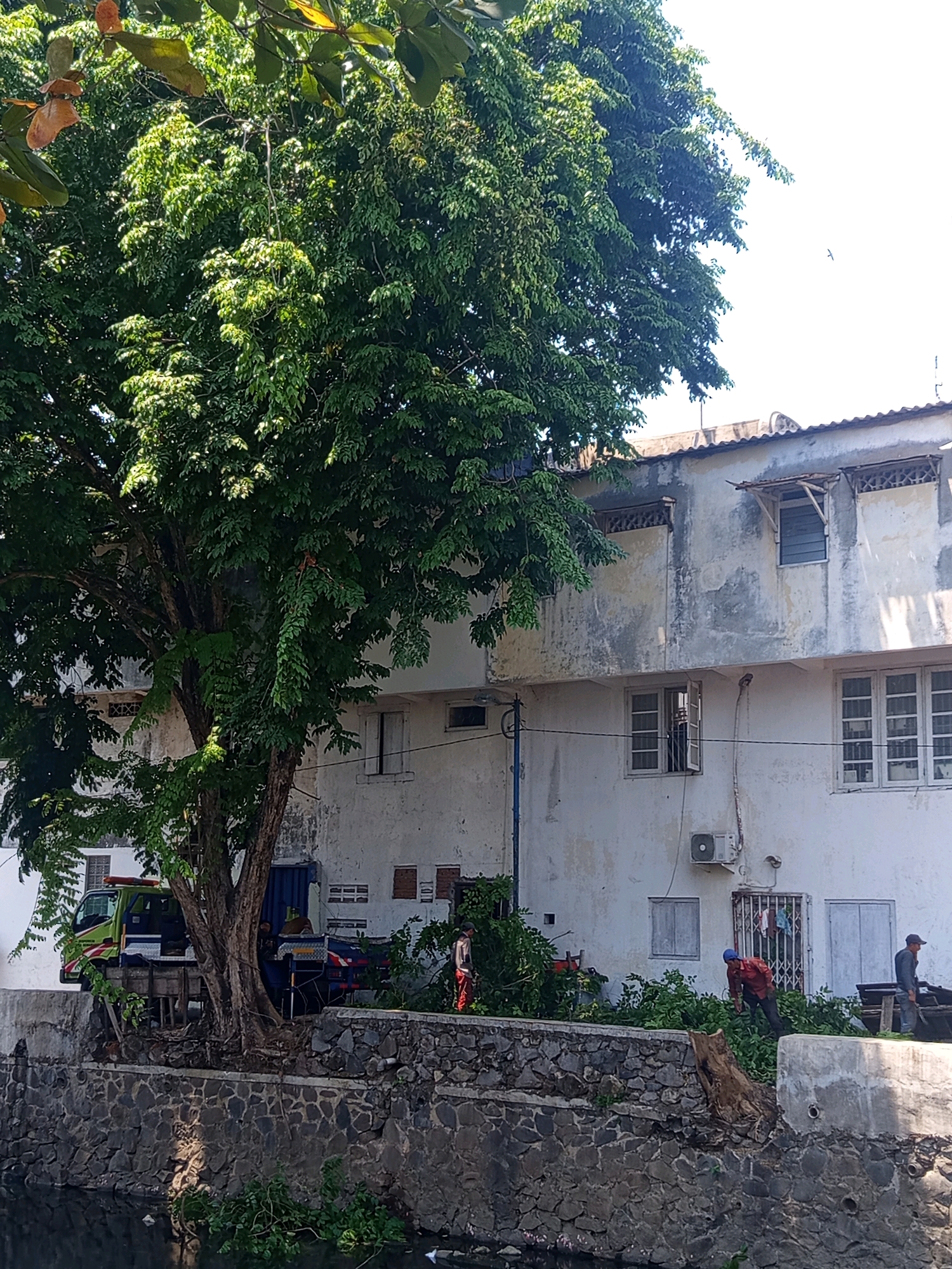 In Semarang, Indonesia, an outdoor scene unfolds by a canal. A large, leafy tree dominates the left side of the frame, its branches reaching towards a weathered, multi-story building in the background. The building exhibits signs of age, with peeling paint and visible structural elements. In front of the building, near the canal bank, several individuals appear to be engaged in clearing vegetation. One person in an orange shirt and dark pants is actively working amongst the greenery. Another individual, wearing a red shirt and blue cap, is also bending down amidst the plants. To the right, a person in a blue shirt and dark cap stands near a wooden structure. A tow truck, partially visible on the left side, is parked near the canal bank, suggesting ongoing work or maintenance in the area. The canal itself is dark and reflects the overhead foliage. A stone wall separates the canal from the elevated area where the work is taking place. The overall impression is one of urban maintenance or landscaping activity in a residential or mixed-use area.