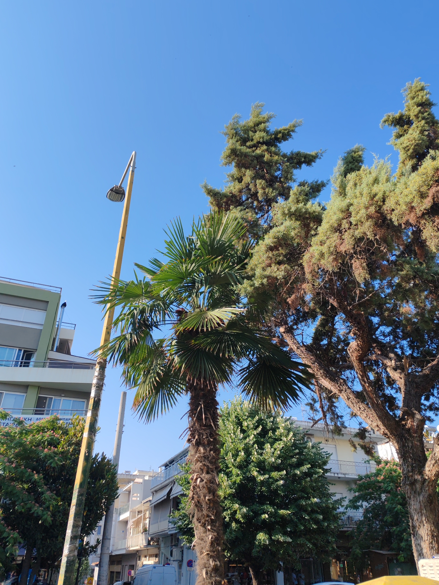 The image captures a street scene in Alexandroupolis, Greece, under a clear blue sky. A prominent yellow lamppost stands to the left, with a street light fixture at its top. A mature palm tree with lush green fronds is positioned in the foreground, to the right of the lamppost. Behind the palm tree, larger, older trees with dense foliage and textured bark are visible, some showing signs of brown and dried branches.
Several buildings line the street. To the far left, a modern, multi-story building with a light green facade and white horizontal bands is partially visible, featuring balconies and windows. Further down the street, a row of apartment buildings with balconies and awnings can be seen. These buildings appear to be of a lighter color, possibly white or beige, and have balconies with railings.
A smaller, densely leaved tree with small white flowers is nestled between the palm tree and the buildings. In the background, the sky is a bright, cloudless blue, with a few faint dark specks that could be distant birds or insects. The overall impression is of a sunny day in an urban environment with significant greenery.