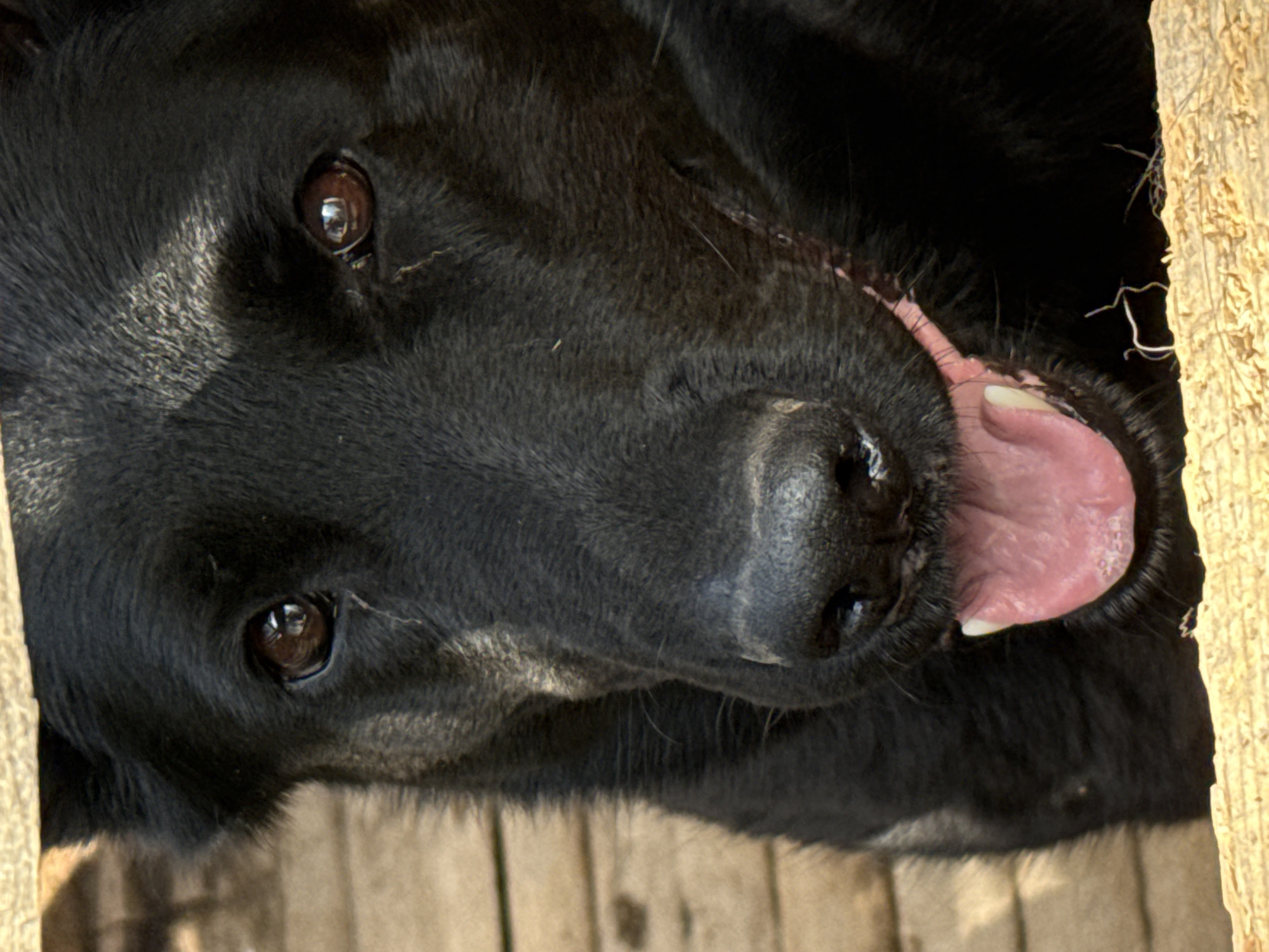 The image is a close-up, slightly tilted shot of a black dog. The dog's head fills most of the frame, with its nose and tongue prominently featured. Its mouth is open, and its pink tongue is visible, along with some of its teeth. The dog's eyes are dark and appear to be looking slightly to the side. The fur is black and appears somewhat coarse.
The dog is positioned near a wooden structure, possibly a fence or a crate, with rough, unpainted wooden planks visible on the right side of the image and some wooden planks on the bottom. The lighting suggests it might be daytime, with some shadows casting on the dog's fur. The overall impression is that the dog is relaxed and perhaps panting, common behavior for a dog on a warm day. There are no people visible in the image. The setting appears to be outdoors or in an area with natural light and rustic wooden elements. There is no visible text in the image.