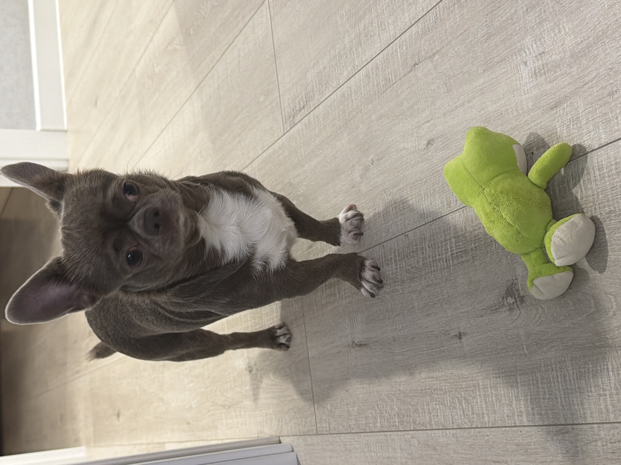 The image features a small dog, likely a Chihuahua, with greyish-brown fur and a distinct white patch on its chest, standing on a light-colored wooden floor. The dog has large, pointed ears and is looking directly upwards with an attentive, curious expression. Its paws, with visible claws, are placed on the floor.
To the dog's right, a bright green plush toy resembling a frog is lying on its side. The toy has white accents on its belly and feet. The setting appears to be indoors, characterized by the light-toned wood laminate flooring, which has a distinct grain and plank pattern. A white baseboard or wall edge is partially visible along the left side of the frame. Soft, even lighting suggests it is daytime. The dog casts a slight shadow on the floor beneath it. No text is visible in the image. The scene was captured in Votkinsk, Russia.