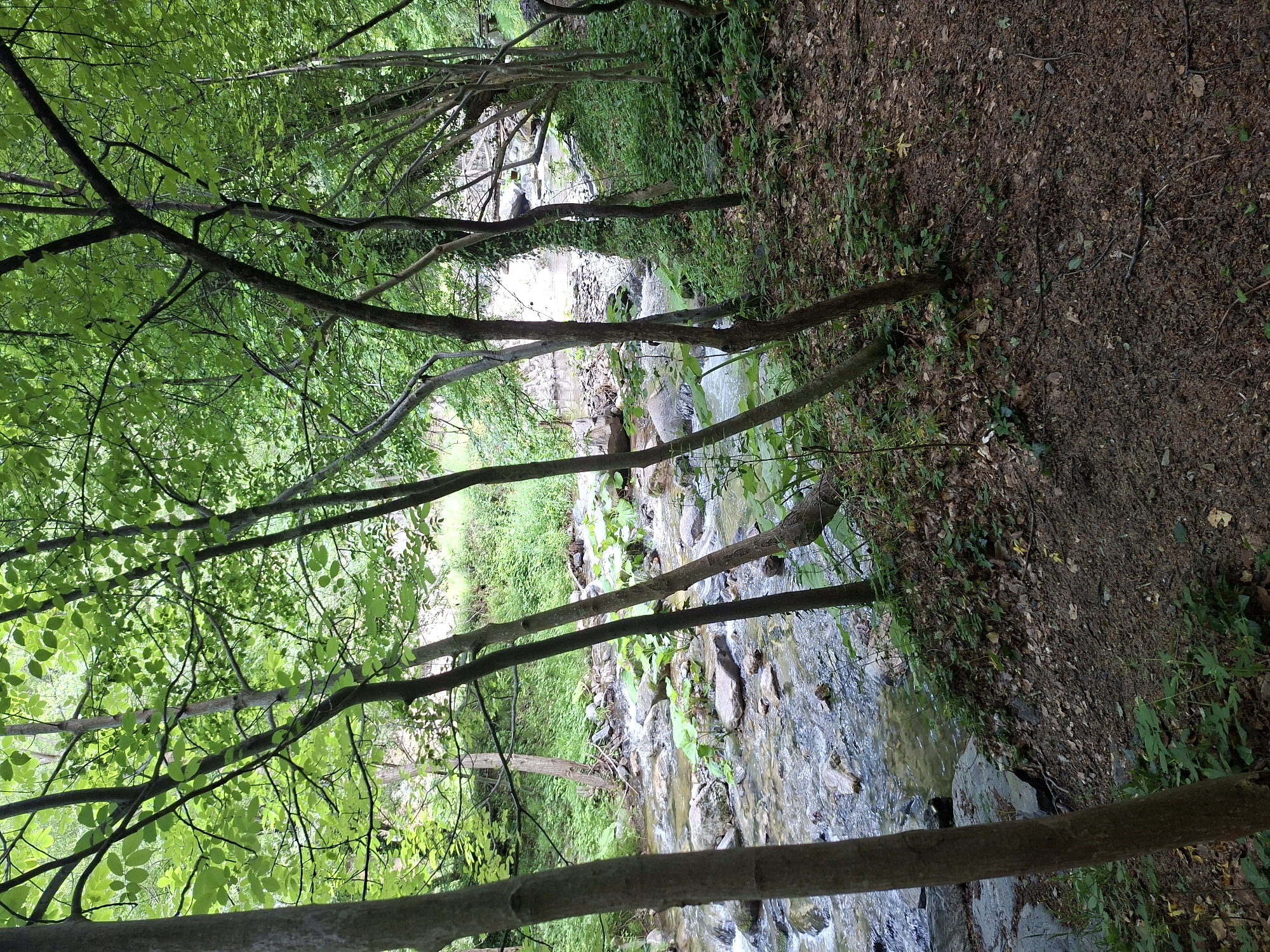 This image depicts a natural, forested environment located in Golyamo Belovo, Bulgaria. The scene is illuminated by daylight, suggesting late spring or summer based on the lush, vibrant green foliage. A clear, shallow stream or small river flows from the background towards the mid-ground, meandering over and around numerous light and dark grey rocks within its bed. The water exhibits ripples and minor rapids, indicating a moderate current.
The stream is flanked by dense vegetation. Multiple slender tree trunks, primarily dark grey-brown, are prominently distributed throughout the frame, particularly in the foreground and mid-ground, creating a vertical element that frames the view of the stream. These trees support a dense canopy of bright green deciduous leaves overhead, which filters sunlight, creating a dappled light effect on the ground and water. The ground on the right side of the foreground consists of dark brown earth, covered with fallen leaves, small twigs, and sparse green undergrowth. The banks of the stream are also covered with rich green vegetation, including some plants with larger leaves situated close to the water's edge. No human figures, animals, or distinct man-made structures are visible within the frame.