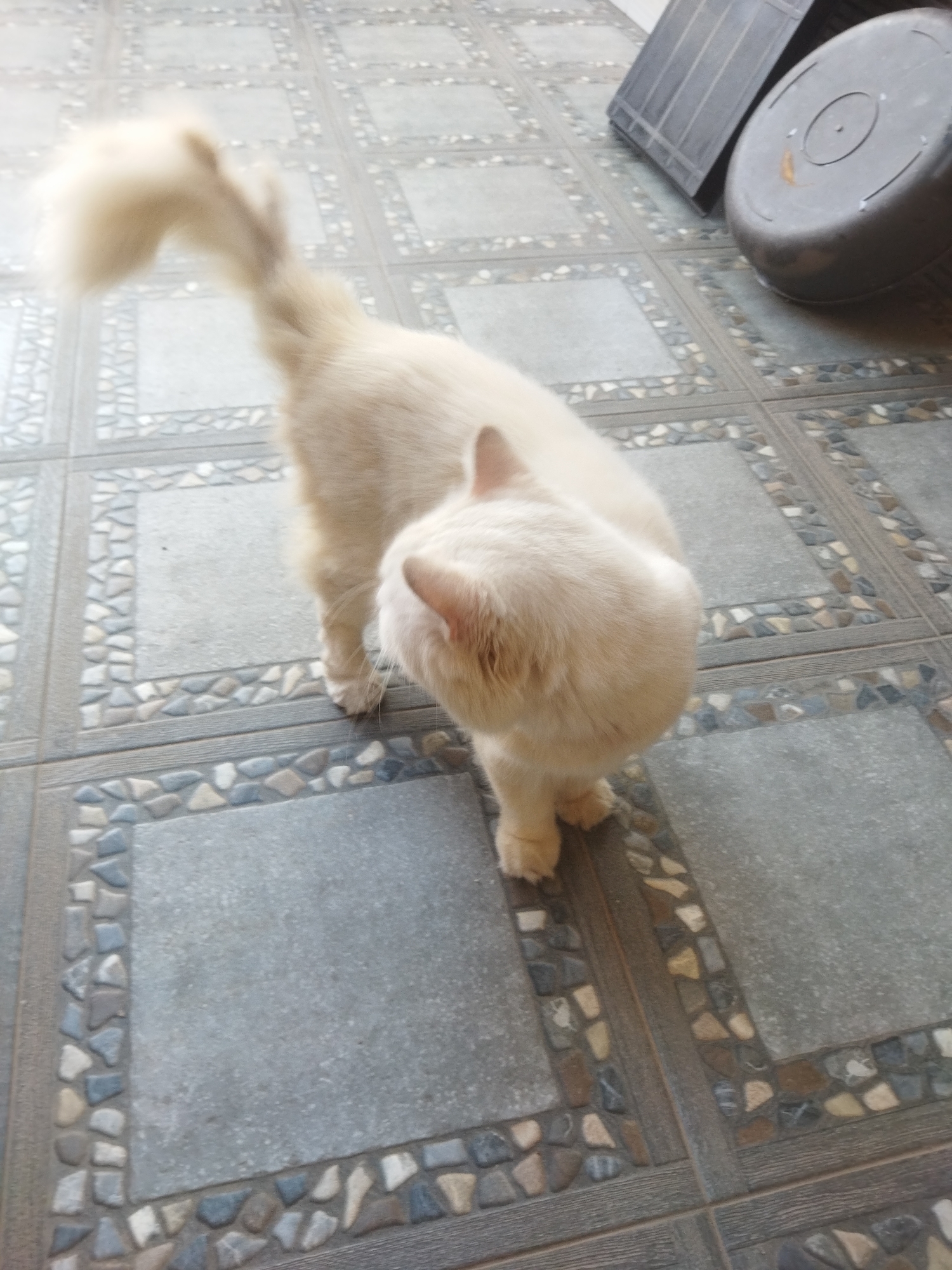 A cream-colored cat with a fluffy tail stands on a tiled floor outdoors. The tiles are square and gray, with a decorative border made of small, colorful stones. In the background, a large, dark plastic container is visible. The cat is facing away from the camera and looking down at the ground. The scene appears to be in a residential area in the city of Banjar, Indonesia.