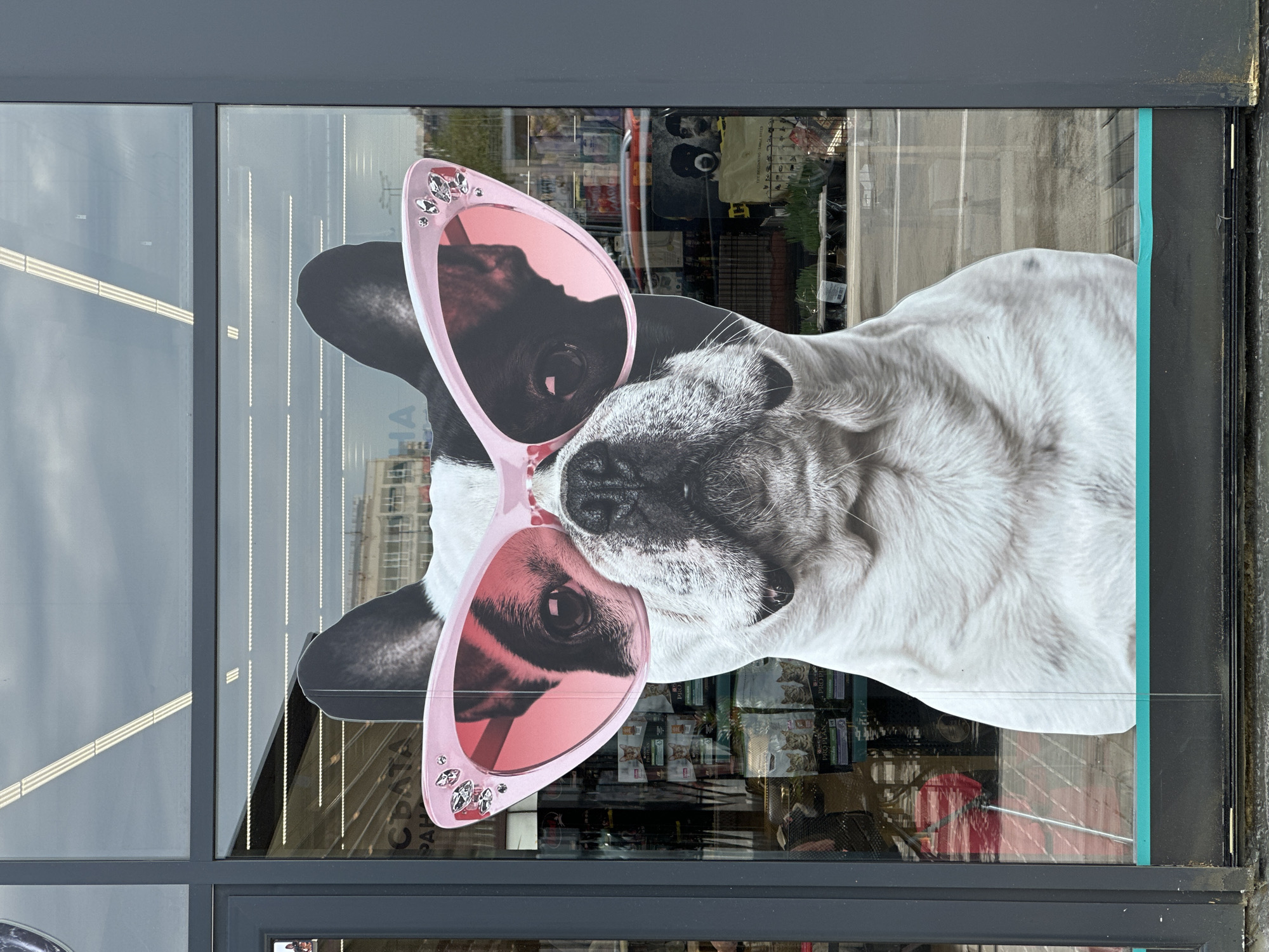 A photograph shows a cutout of a dog wearing sunglasses in a store window. The cutout is of a white and black French Bulldog, and the pink sunglasses have decorative jewels on the frames. The store behind the window appears to sell pet supplies. The reflection in the glass shows an exterior street and building. Based on the inscription "СДАТА ПАРА", the location is in Veliko Tarnovo, Bulgaria.
