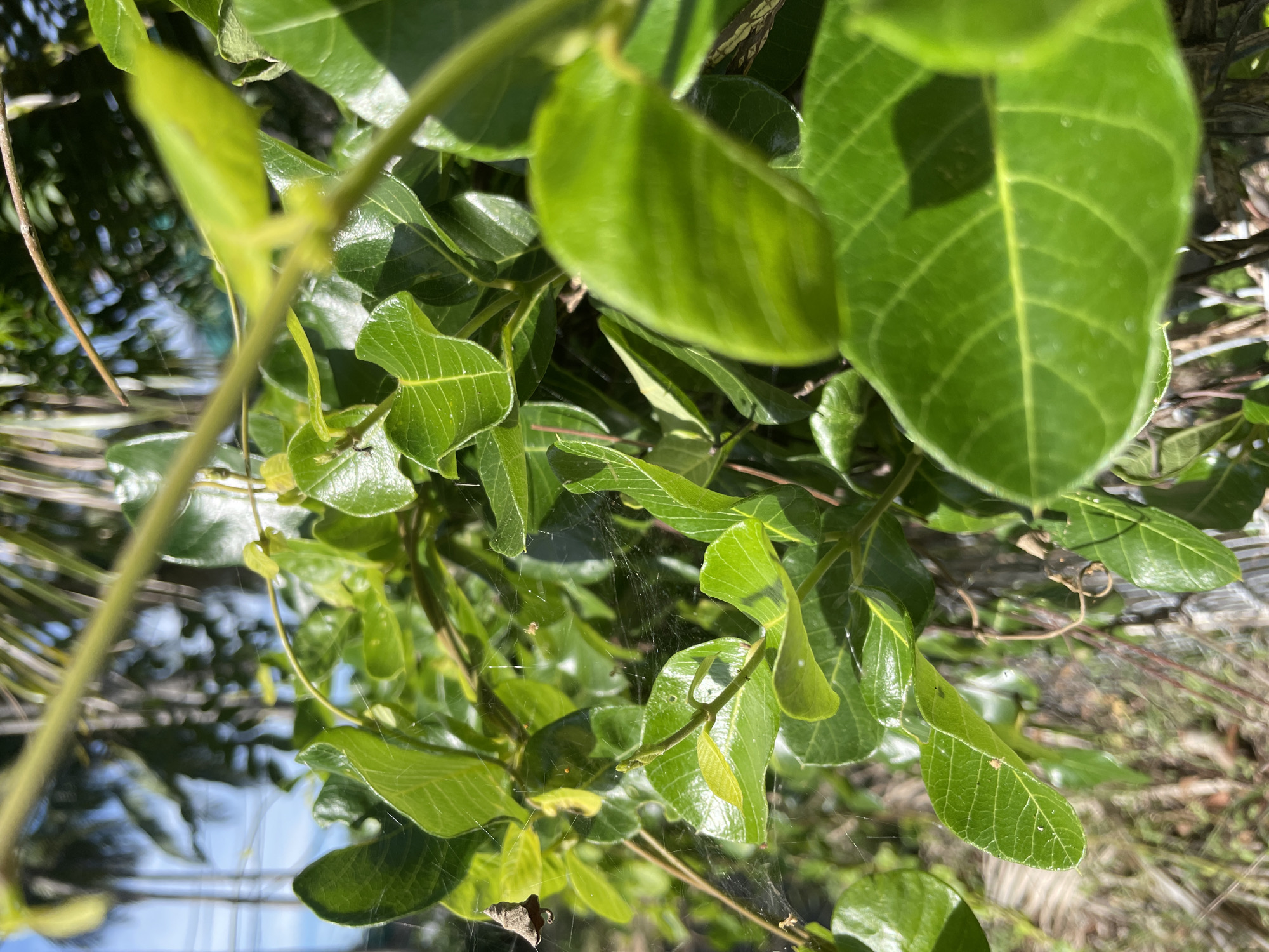 A close-up, eye-level shot captures a cluster of vibrant green leaves, some glistening with water droplets, intertwined with delicate spiderwebs. The foliage appears lush and healthy, with visible veins on the leaf surfaces. In the background, blurred palm fronds and a hint of blue sky suggest an outdoor, possibly tropical, environment. The lighting indicates it is daytime, with sunlight casting subtle shadows. The scene evokes a sense of natural serenity and the intricate beauty of small-scale ecosystems. The location is Phu Thuy Ward, Vietnam.