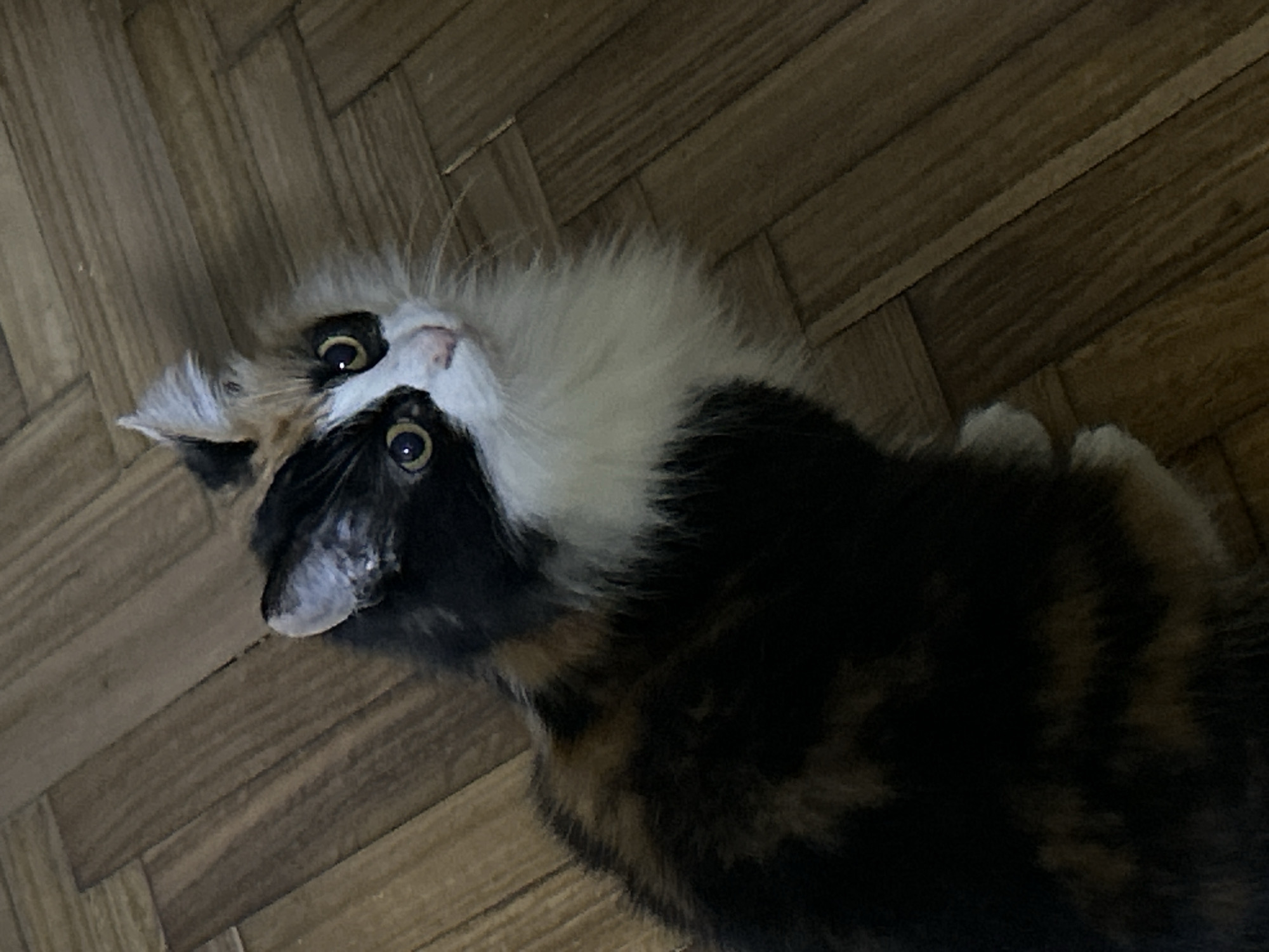 A calico cat with black, white, and orange markings sits on a wooden floor. The cat is looking up and to the right with wide, yellow eyes. Its fur is long and fluffy, especially around its neck. The floor appears to be made of parquet wood flooring. The scene is dimly lit, with the light source seemingly coming from above and to the left. No people are visible in the image. The environment is indoors, likely a residential setting.