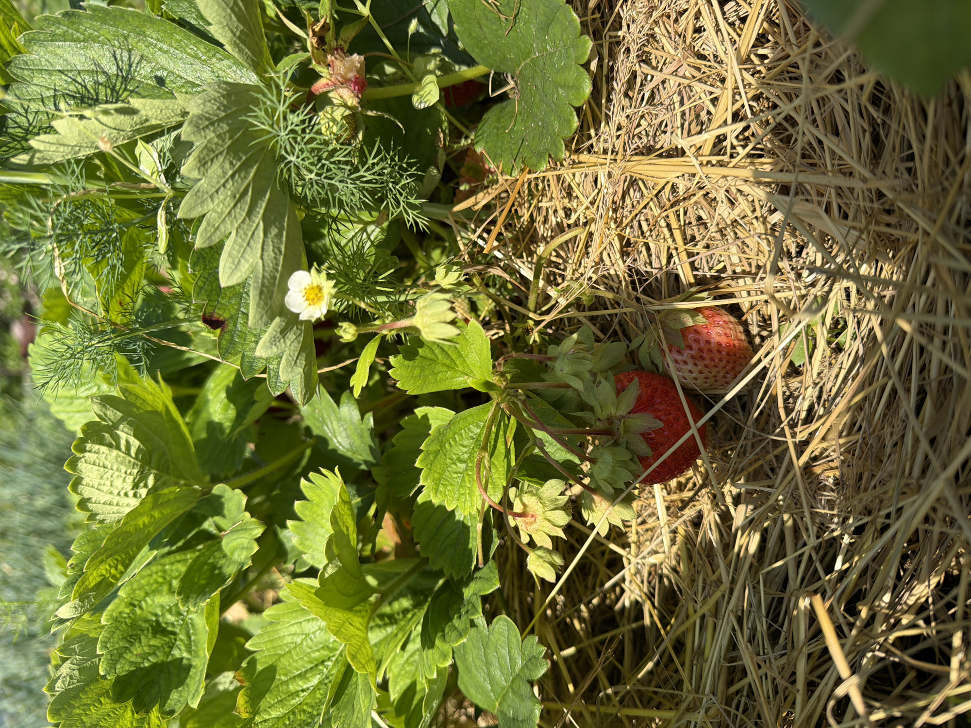 Two ripe strawberries are visible in the foreground of the image, nestled amongst dry straw. The strawberries are red and appear to be on a strawberry plant, indicated by the green leaves and stems surrounding them. In the background, more green foliage and a single white strawberry blossom can be seen. The environment appears to be outdoors, likely a garden. The location is Khekhtsir, Russia.