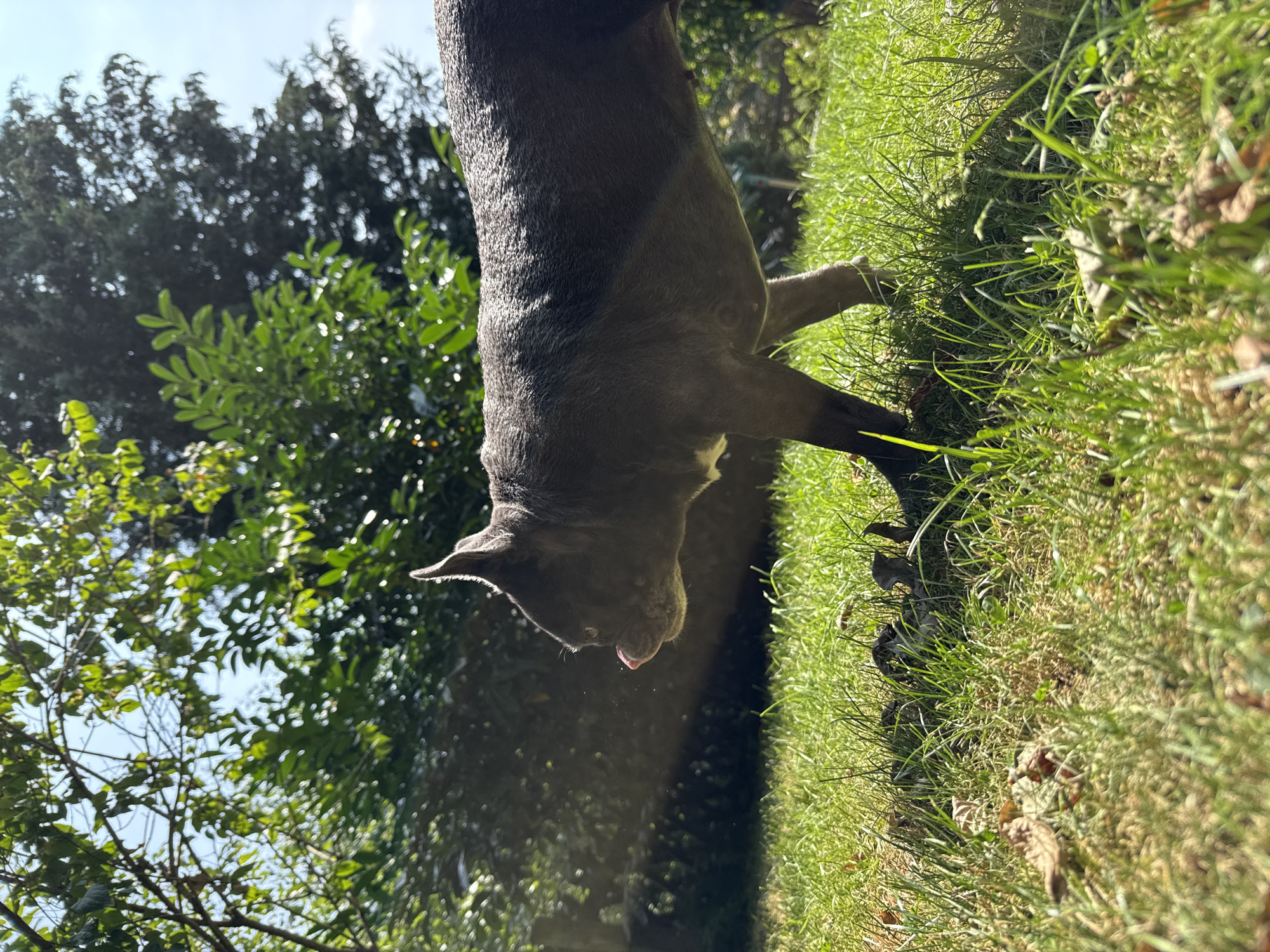 An adult, grey-colored dog with pointed ears and a pink tongue visible is shown in profile, facing left. The dog is standing on a patch of bright green grass, with its body angled slightly forward. Sunlight illuminates the dog's fur, creating highlights. In the background, lush green foliage from trees and bushes creates a dappled, shaded effect. The sky is visible in the upper right corner. The scene is outdoors, in a natural setting with vegetation.