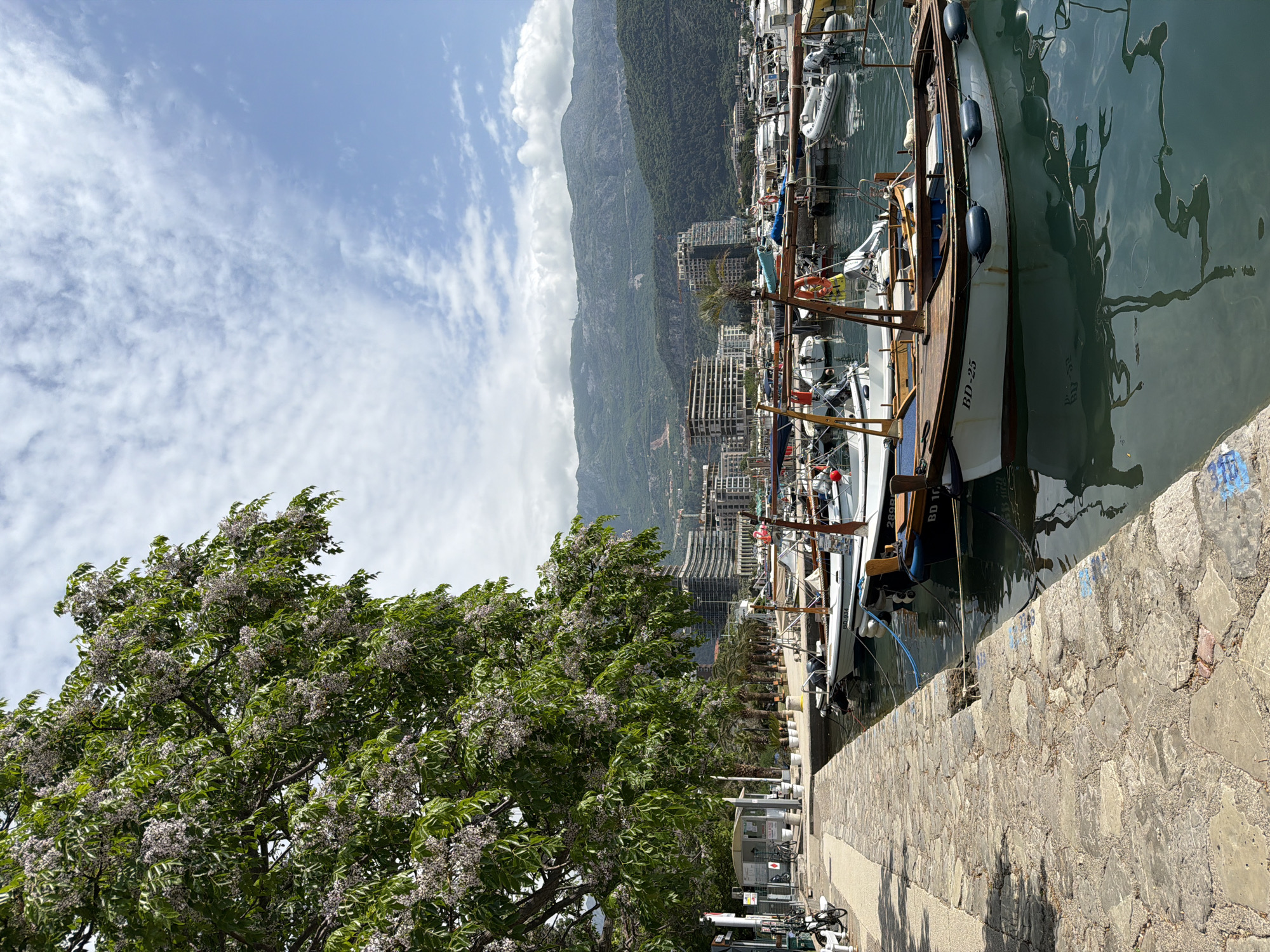 The image captures a marina scene in Budva, Montenegro. Several boats are moored along a stone quay. The water is calm, reflecting the surroundings. A tree with flowering branches dominates the left foreground. Behind the marina, buildings are nestled at the foot of a forested mountain range. The sky is blue with scattered clouds. A stone walkway is in the right foreground. A sign with a bicycle icon is visible near the walkway. A boat is labeled "BD-25".