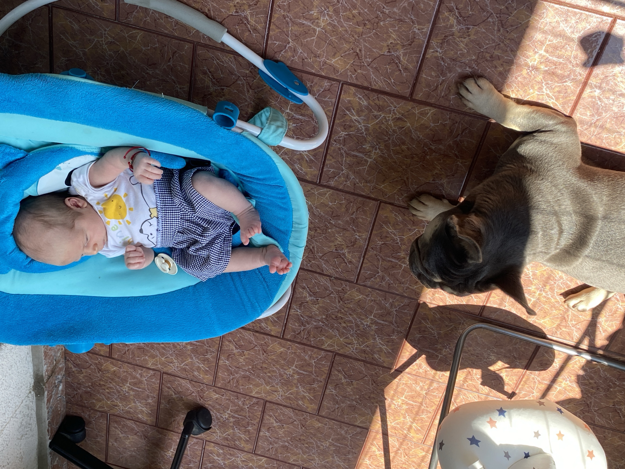 In an outdoor setting with a tiled floor, a newborn baby lies in a bright blue bouncer. The baby is wearing a white onesie with a sun graphic and blue and white checkered shorts. A pacifier is in the baby's mouth, and a red string bracelet is on its wrist. To the lower right of the frame, a French bulldog lies on the floor, facing away from the baby. Sunlight casts shadows across the tiled surface. In the upper left corner, a black office chair with wheels is partially visible. To the left of the dog and in the lower left quadrant, a white infant activity center with blue and red stars is present.