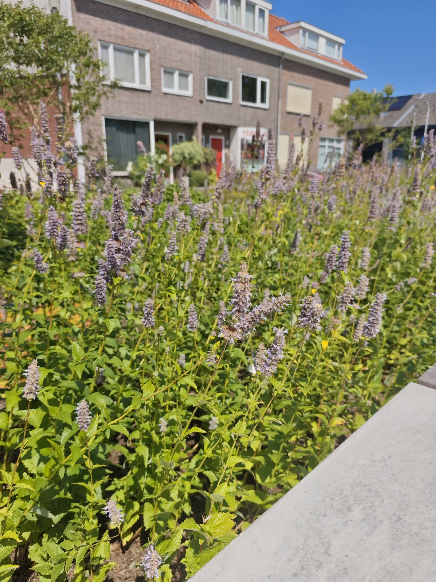 The image shows a sunny day in Tilburg, Netherlands, with a close-up view of a flower bed in the foreground. The flowers are purple and spike-shaped, with green foliage. In the background, there is a brick building with red-tiled roofs and several windows. A red door is visible on the building, and a tree is planted to the left of the entrance. The sky is clear and blue. To the right of the flower bed, a concrete structure, possibly a bench or a planter, is visible. The scene suggests a residential area with well-maintained landscaping.