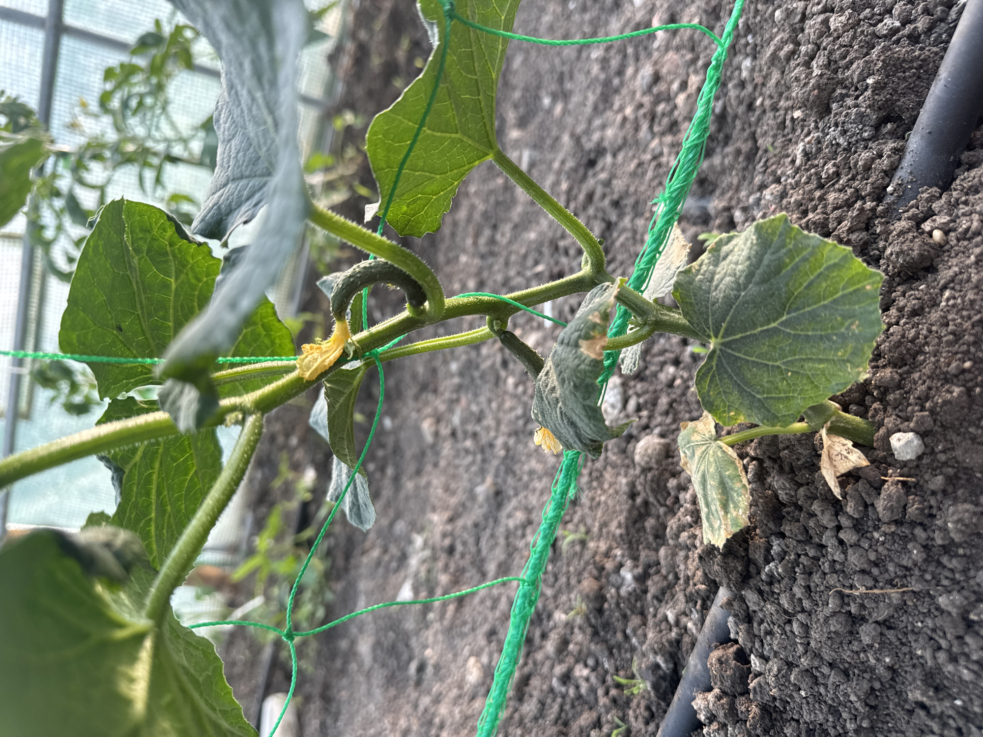 The image shows a cucumber plant growing in soil within a greenhouse, likely located in a garden or small agricultural setting. The plant is supported by a green trellis netting. Several leaves are visible, with some showing signs of distress. Two immature cucumbers are visible, one with a withered flower attached. A black irrigation tube lies on the soil surface. No people are visible.