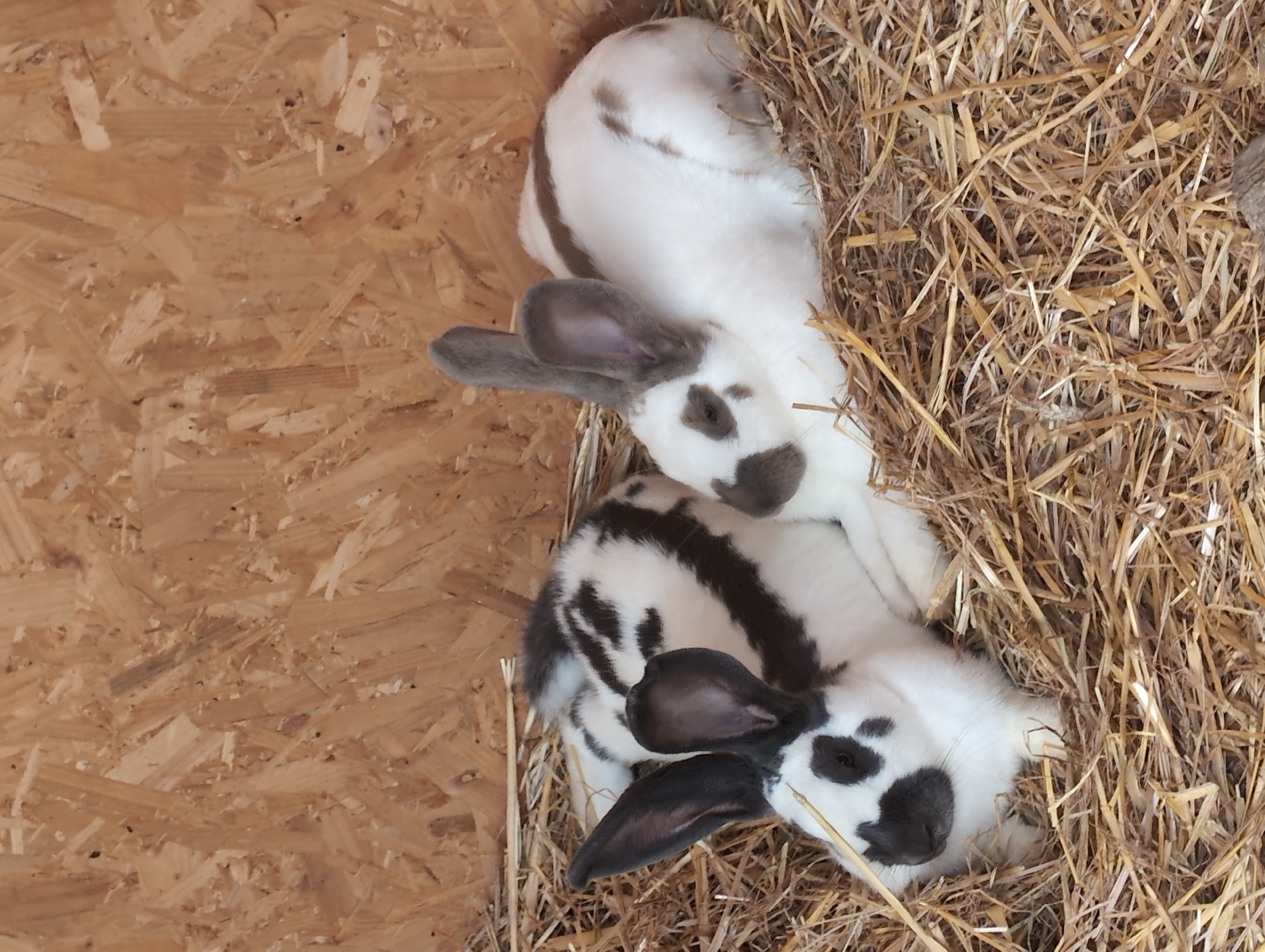 Two rabbits are resting on a bed of straw in an enclosure with a wooden paneled wall. The rabbit on the left has black and white fur with black markings on its ears and face. The rabbit on the right is primarily white with brown markings on its ears and back. The enclosure appears to be a rustic setting, possibly an animal shelter or farm. The image does not contain any identifiable landmarks or elements that would indicate its specific location within Saint-Jouin-Bruneval, France.