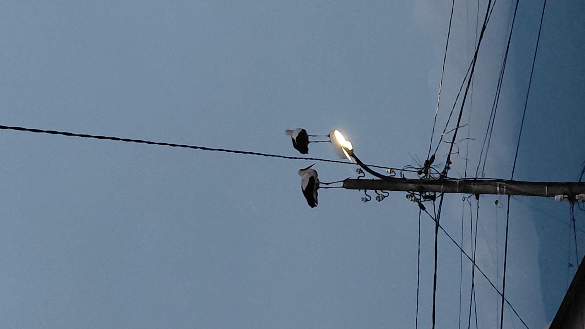 Two storks are perched on a utility pole illuminated by a street light. The pole is connected to multiple wires. The sky is dusky. The location is presumably Unknown, Unknown.