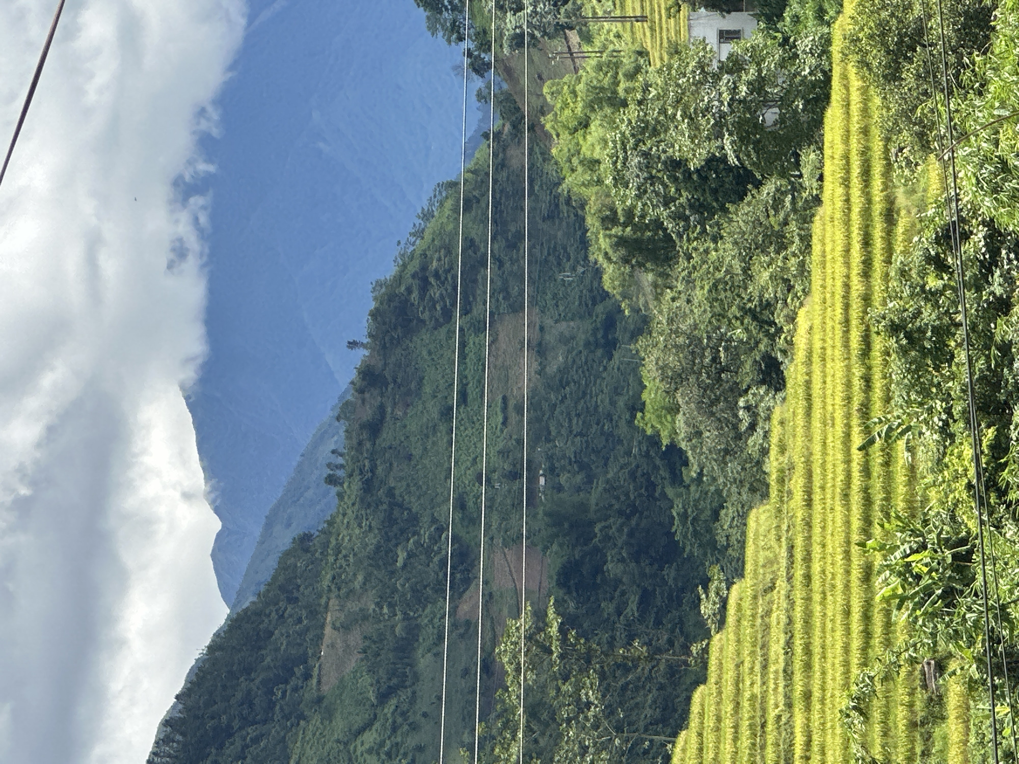 This image captures a mountainous landscape in Nam To Nua, Vietnam, under an overcast sky. The upper portion of the frame features multiple layers of mountains; the distant peaks are a muted blue-grey, partially shrouded by white and grey clouds, while closer mountains are densely covered in dark green foliage. Horizontal white power lines traverse the midground, cutting across the green hillsides. Below these lines, the foreground is dominated by bright yellow-green terraced fields, indicative of rice paddies, interspersed with lush green trees and other vegetation. A light-colored building with dark windows is partially visible on the far right, nestled among trees above some of the terraces. Dark vertical poles, consistent with power poles, are also visible on the right side. No individuals or animals are present within the scene.