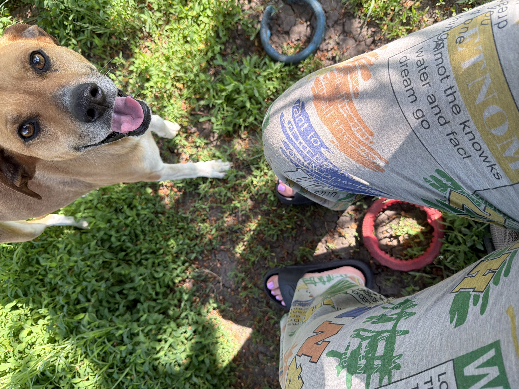 The image shows a person wearing gray patterned sweatpants and black sandals sitting on grass. The person has painted toenails. A tan dog with its tongue out is standing next to the person. There is a red ring and a blue ring on the grass. The location is not specified.