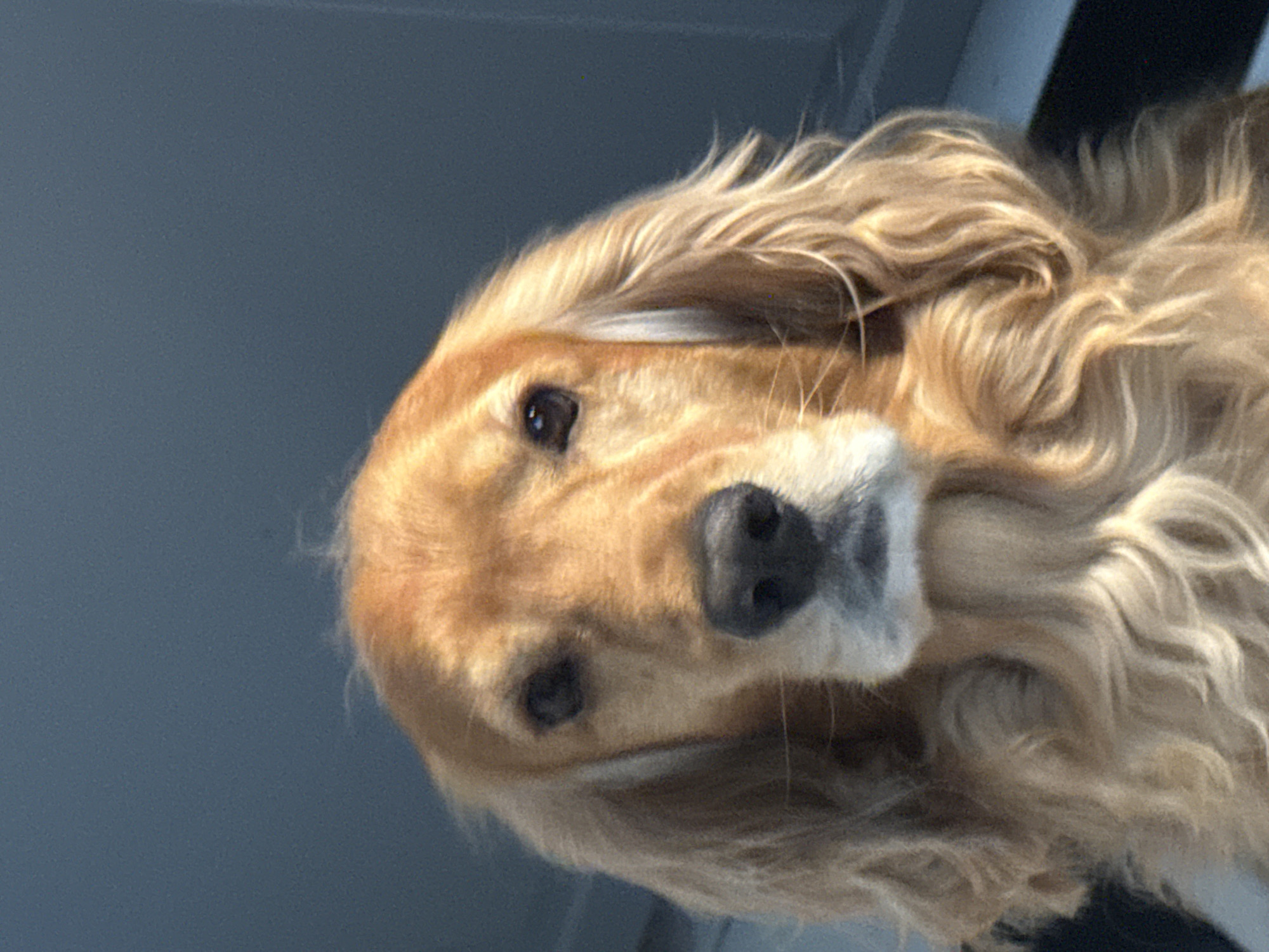 This is a close-up, low-angle photograph of a golden-colored dog. The dog's head is tilted, and its fur appears long and wavy. The focus is on the dog's face, particularly its eyes, nose, and muzzle. The background is a solid, muted blue-gray color, suggesting an indoor or shaded outdoor setting. Sunlight appears to be hitting the dog from the side, illuminating its fur and creating highlights. The overall impression is of a curious or perhaps slightly confused animal. There are no people, text, or other objects clearly visible in the frame. The time of day is not definitively indicated, but the lighting suggests it could be daytime.