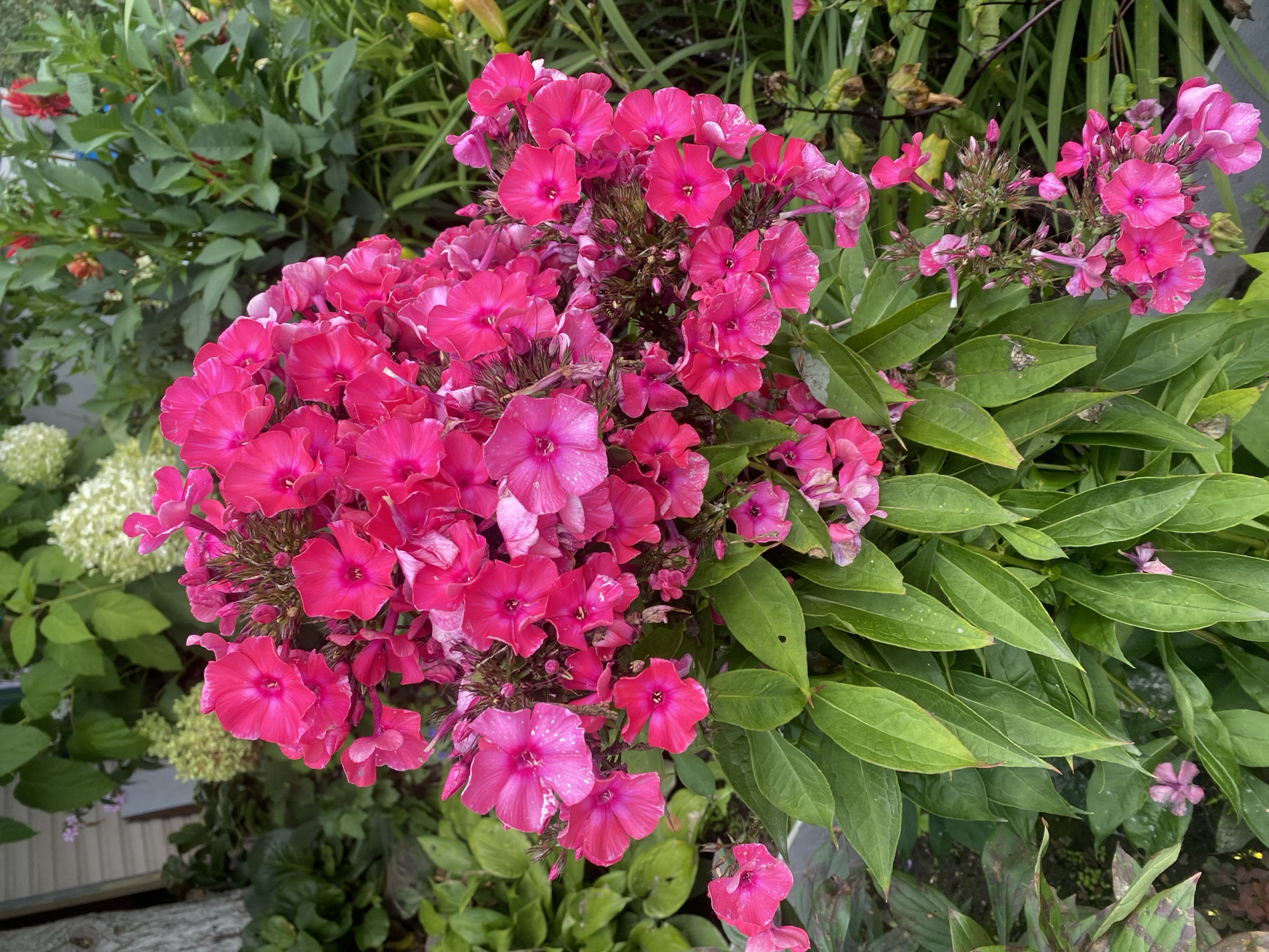 A dense cluster of bright pink phlox flowers dominates the foreground of this outdoor image. The flowers have five petals and are clustered together on green stems with lance-shaped leaves. Some of the petals have water droplets on them, suggesting recent rain or watering. In the background, out-of-focus foliage creates a lush green environment, with hints of white and red flowers also present. The overall impression is one of a vibrant garden scene. The image does not contain any people or indicate a specific location within Verkhnyaya Pyshma, Russia.