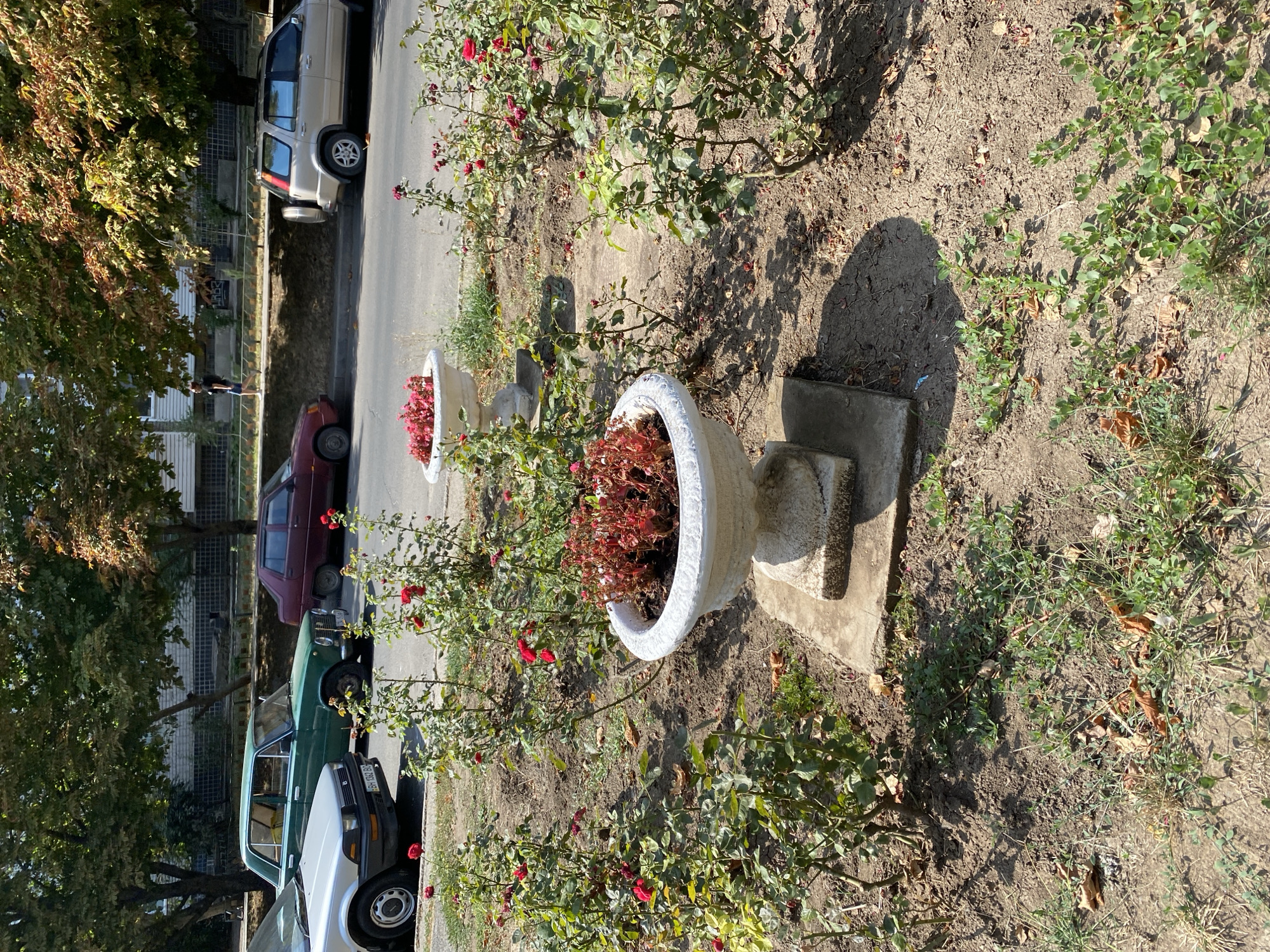 The image depicts a street scene in the city of Chornomorsk, Ukraine, featuring several cars parked along the roadside and a small garden area in the foreground. In the foreground, two large, ornate white planters are filled with red flowers, likely roses. Rose bushes with red blooms are also planted in the surrounding soil. The garden bed is a mix of soil, dry leaves, and sparse green vegetation.
Behind the garden, a paved road runs horizontally across the image, with several cars parked on its right side. From left to right, these include a silver sedan, a dark green sedan, a burgundy sedan, and a beige SUV. Trees with green and autumnal foliage line the sidewalk behind the parked cars. A person is walking on the sidewalk in the background, partially obscured by trees. The scene is illuminated by bright daylight, casting shadows on the ground.
