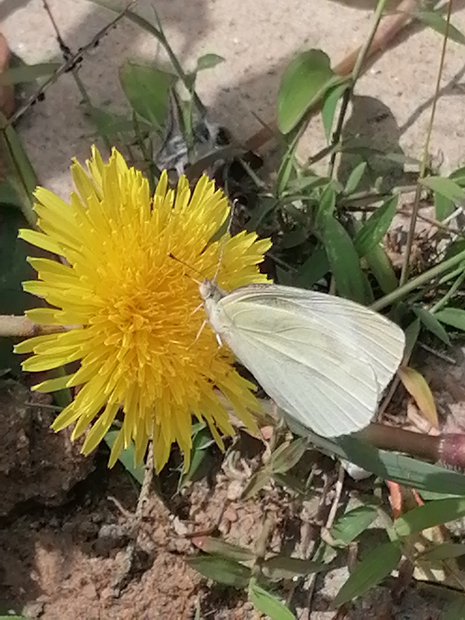 A close-up, high-angle outdoor shot captures a small, white butterfly resting on the bright yellow petals of a dandelion flower. The butterfly's wings are spread, revealing their delicate, veined texture and a slightly translucent quality. The dandelion is in full bloom, its ray florets forming a dense, circular pattern. The background consists of dry soil, scattered pebbles, and various green plants, suggesting a natural, possibly wild setting. The lighting indicates it is daytime, with sunlight casting shadows on the ground. This scene is likely located in the city of Da Lat, Vietnam, known for its temperate climate and abundant floral life, which would support the presence of such butterflies and flowers. There are no people or man-made structures immediately visible in this specific frame.