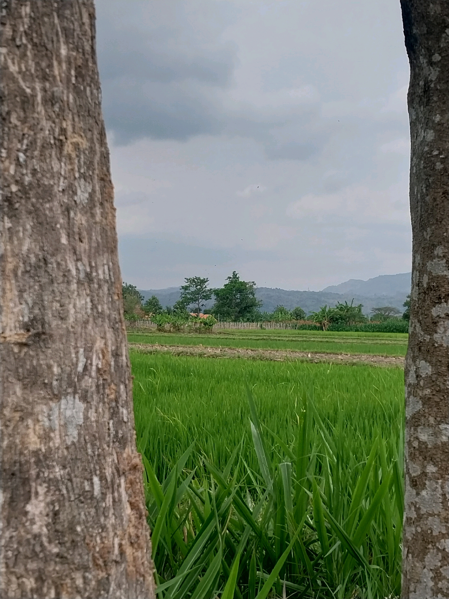 The image captures a rural landscape in Cucukan, Indonesia, framed by two large tree trunks in the foreground. The dominant element of the scene is a lush, vibrant green rice paddy that fills the middle ground of the photograph. The rice stalks are densely packed and appear healthy, stretching horizontally across the frame. Beyond the rice fields, a line of various trees and vegetation marks the transition to a backdrop of rolling hills that recede into the distance. The sky above is overcast, with soft gray clouds that diffuse the light, creating a subdued and somewhat hazy atmosphere. There are no people or animals visible in the image. The overall impression is one of natural tranquility and agricultural life.
