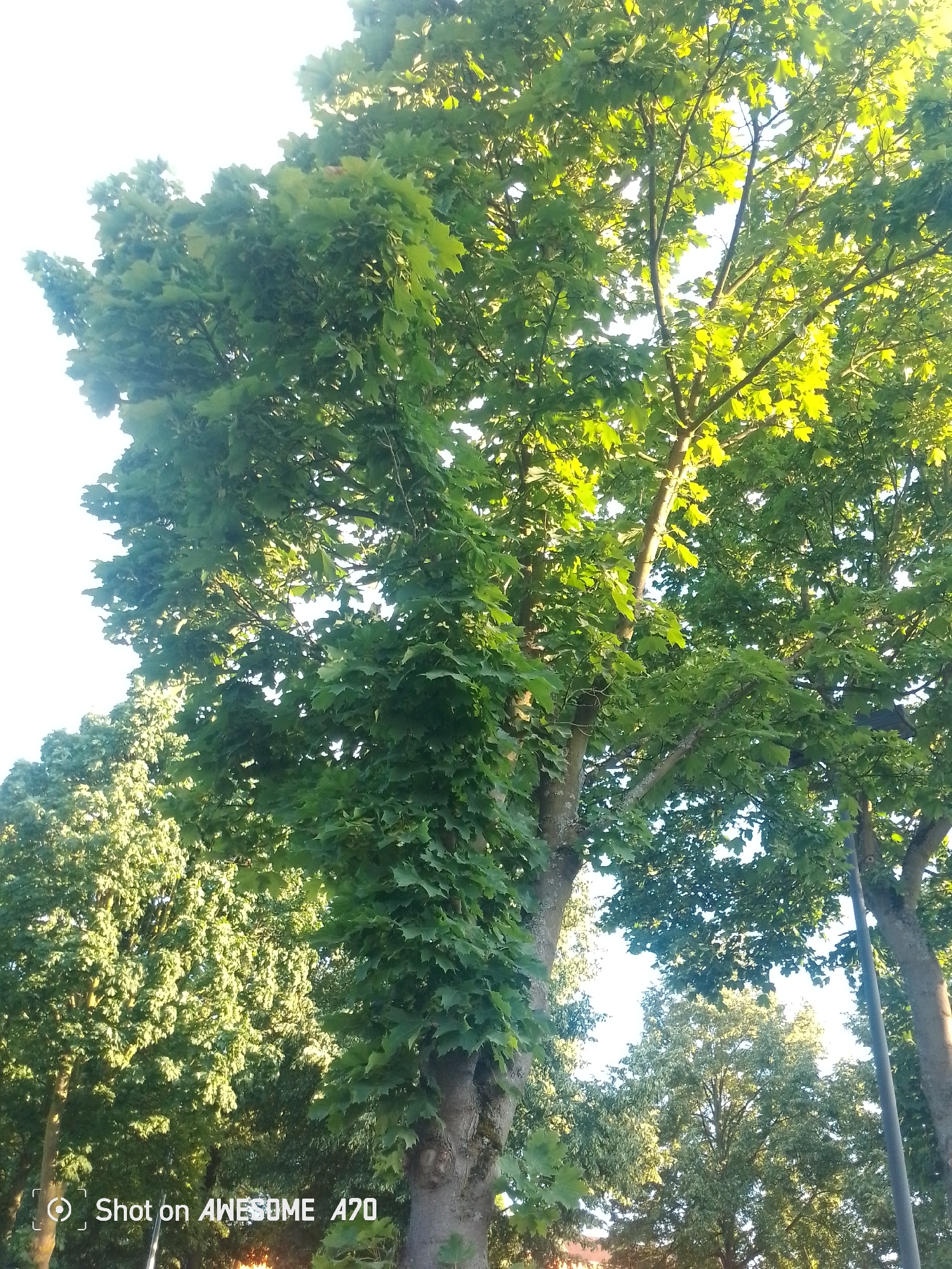 The image depicts a close-up, low-angle view of a large tree with lush green foliage. Sunlight filters through the leaves, creating bright highlights and dappled shade. The tree trunk is thick and textured, with some smaller vines or branches intertwined with it. In the background, other trees are visible, creating a sense of a wooded or park-like setting. The sky is bright and appears to be clear, suggesting it is daytime. The overall mood is natural and serene. The text "Shot on AWESOME A70" is visible in the bottom left corner of the image. This suggests the photo was taken with an Awesome A70 device. There are no people or specific objects other than the trees and the text. The location context indicates this scene is in Königswinter, Germany.