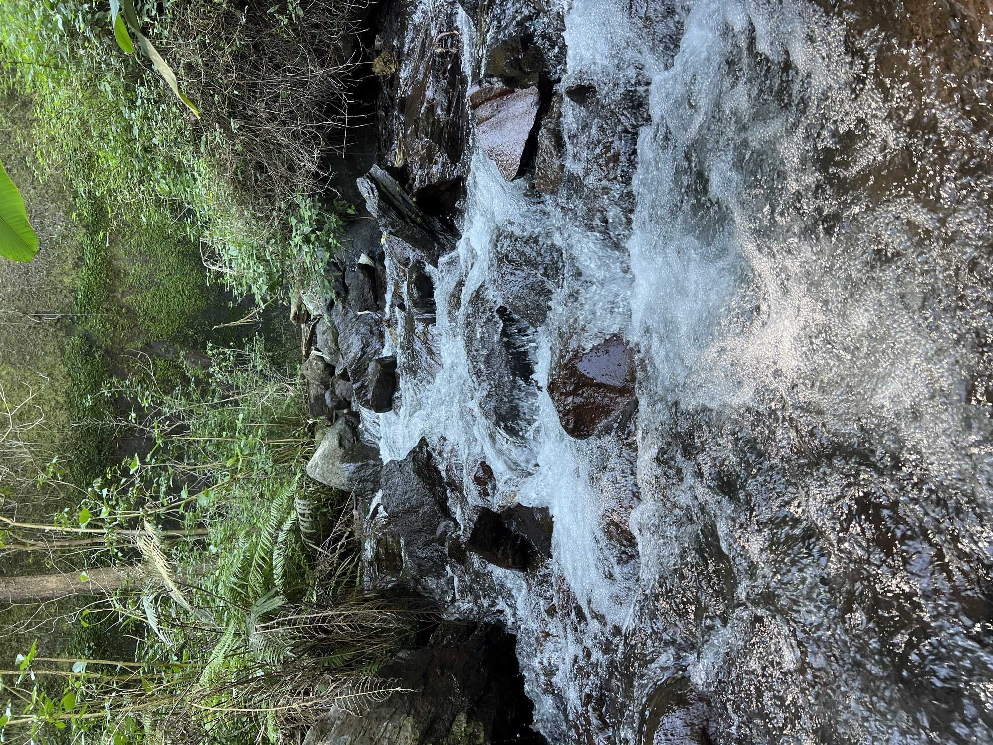 A natural stream flows over rocks in a dense, green environment. The water is clear and turbulent, creating white foam as it cascades over dark, wet stones. The banks of the stream are covered in lush vegetation, including ferns, tall grasses, and trees. The scene suggests a secluded, natural area within or near Busungbiu, Indonesia, characterized by abundant plant life and the presence of running water. No people are visible in the image.
