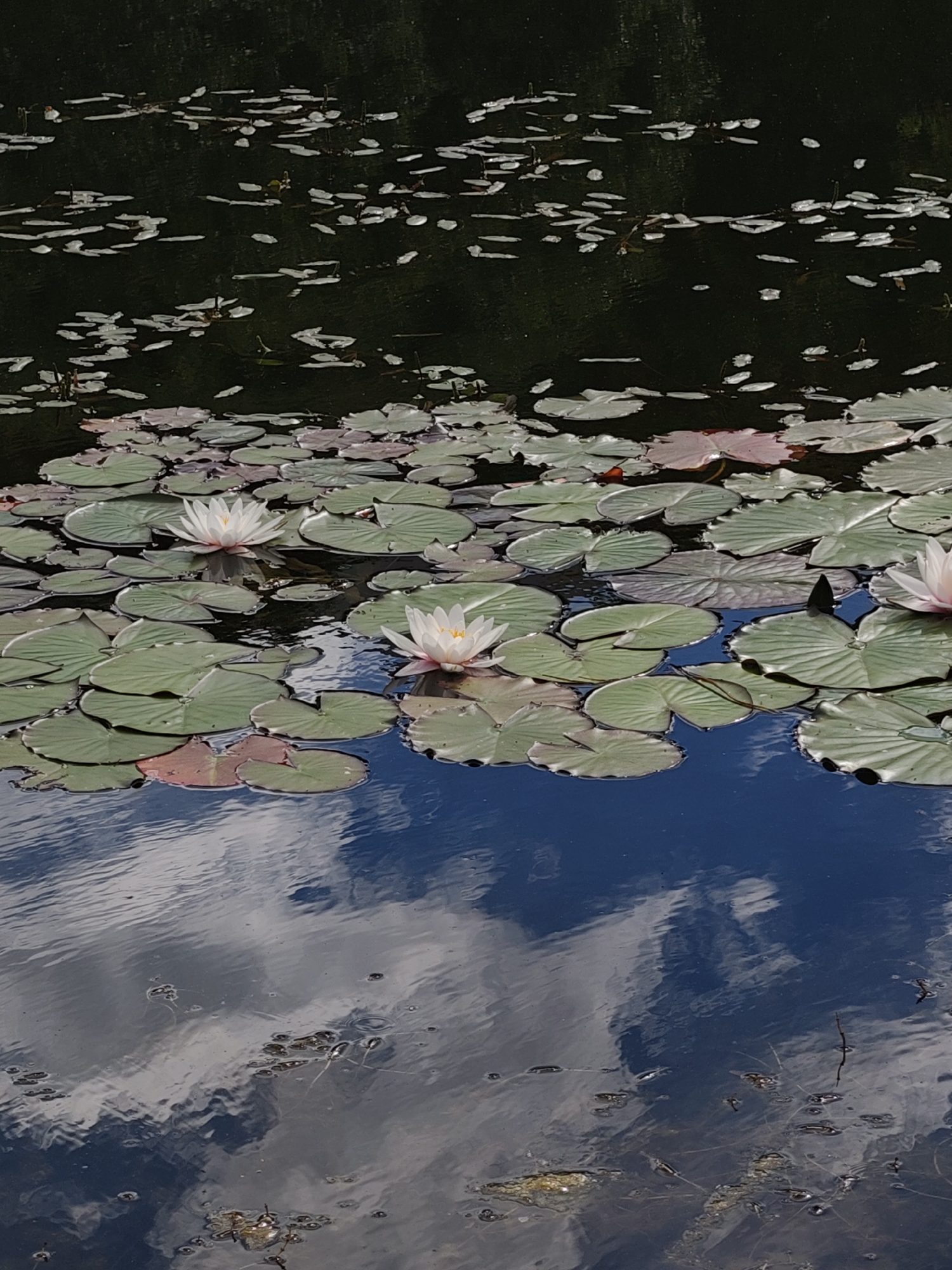 The image depicts a serene pond scene with a focus on water lilies and their lily pads floating on the dark water. Several white water lilies are in bloom, with delicate petals unfurling. The lily pads are large and round, with some showing hints of pink or reddish undersides. The water's surface reflects the blue sky and scattered white clouds, creating a dynamic contrast with the dark, shadowy areas of the pond. Small insects, possibly water striders, can be seen skittering across the water's surface, adding a touch of life to the tranquil setting. The overall mood is peaceful and natural, suggesting a quiet moment in a natural environment, likely during daylight hours with fair weather. There is no visible text in the image.