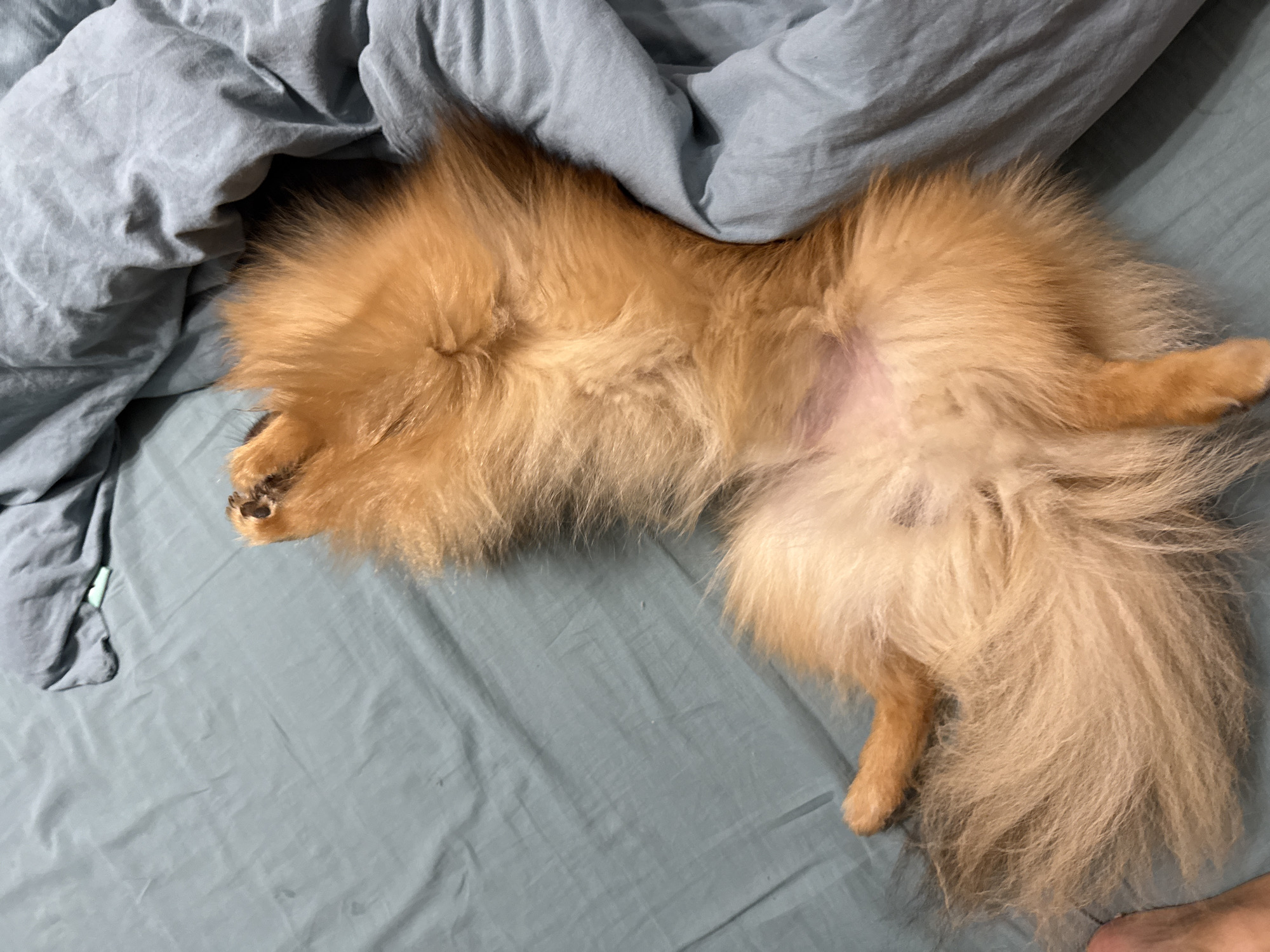 A tan Pomeranian dog is lying on its back on a blue-gray bedsheet with a matching crumpled blanket partially covering its head. The dog is positioned in the center of the frame, with its paws extended upwards. The dog is surrounded by the bedsheet and blanket. There is no indication that this image was taken in Khimki, Russia.