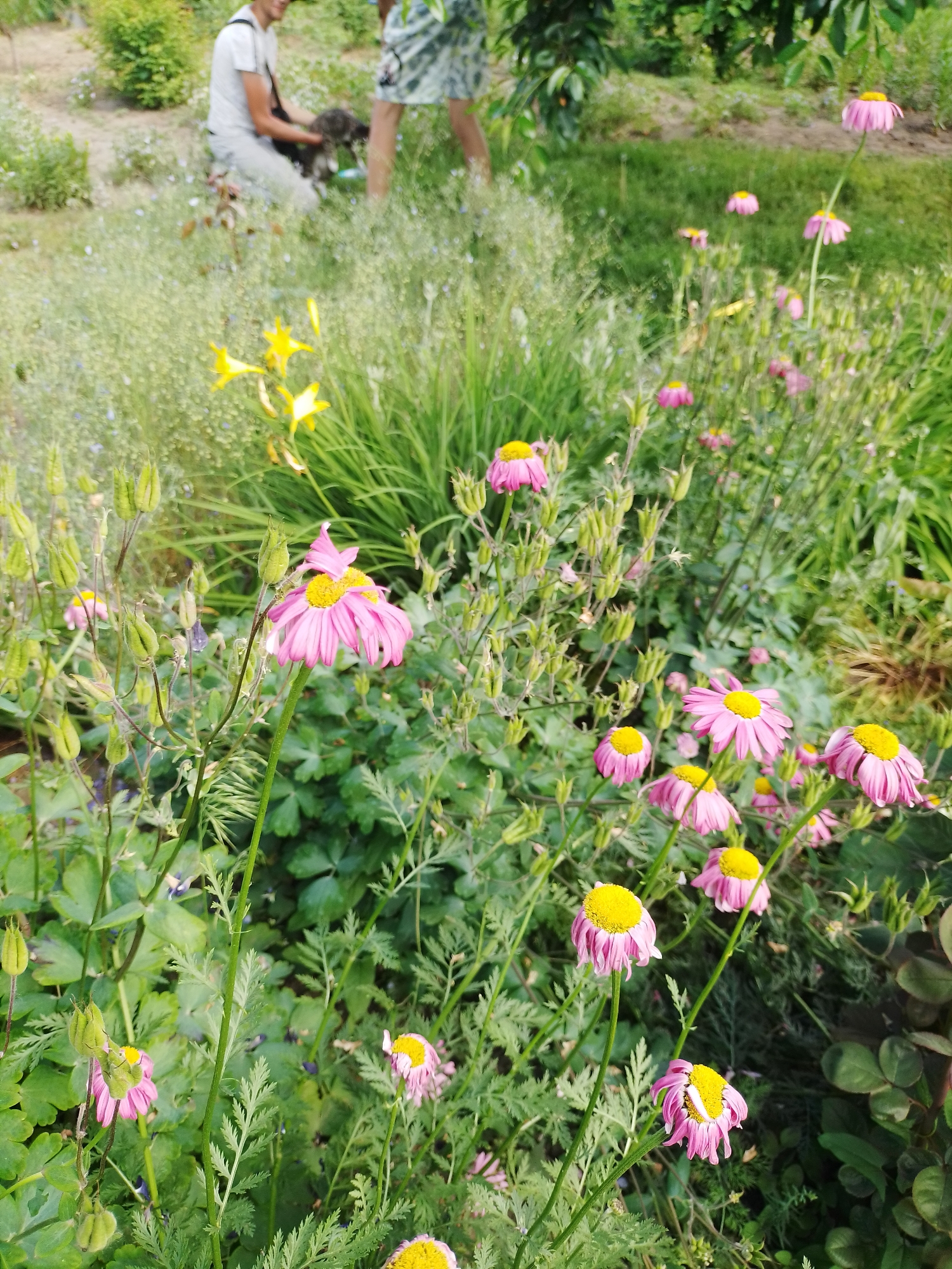 The image depicts a garden scene in Ustyvytsia, Ukraine, observed from a low angle. The foreground is dominated by numerous pink, daisy-like flowers with bright yellow centers, many exhibiting wilting or drooping petals. Interspersed among these flowers are tall, slender green stalks bearing distinctive elongated, light-green seed pods, possibly from Aquilegia plants. Various other green foliage and grasses populate the immediate foreground and midground. In the midground, towards the left, a few out-of-focus yellow lily-like flowers are partially visible.
In the blurred background, two individuals are present. One person, wearing a light-colored short-sleeved top and light-colored pants, is crouched or kneeling on the ground. This individual appears to be holding or interacting with a dark-furred animal, possibly a cat or small dog. A dark strap is visible across their shoulder. Adjacent to them, partially obscured on the right, are the legs and lower torso of a second person, who is standing and wearing patterned light-colored shorts or a skirt. The ground directly beneath the individuals is a mix of bare earth and short green vegetation. Further in the background, out-of-focus bushes and trees indicate a cultivated or natural green space under bright daytime illumination.