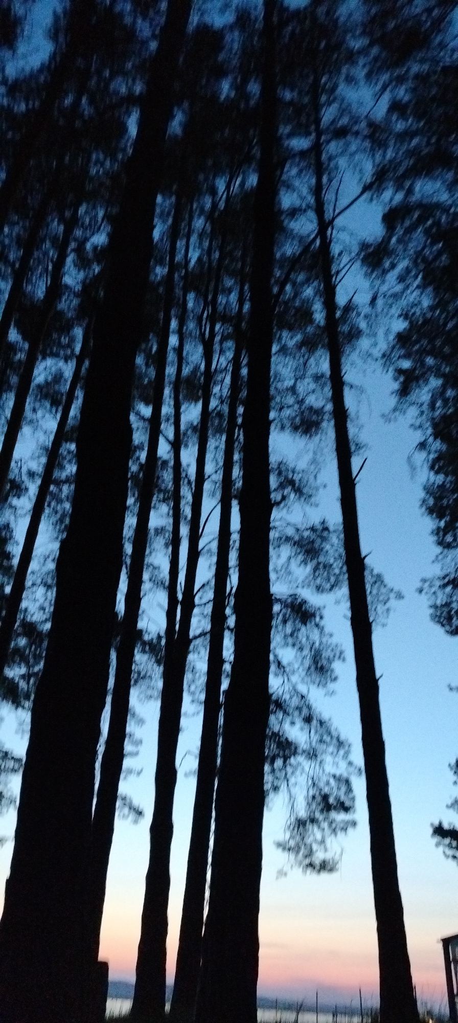 The image depicts a view looking upwards through a dense forest of tall, slender trees. The tree trunks are silhouetted in darkness, contrasting sharply against the sky which transitions from a deep blue at the top to a lighter blue and a hint of pink near the horizon. The foliage of the trees is sparse and appears as dark, indistinct shapes against the sky. Near the bottom of the frame, a faint horizon line is visible, suggesting a body of water or open space in the distance. The location is likely Chaikovsky, Russia, but specific details pinpointing the location within the city are not discernible.