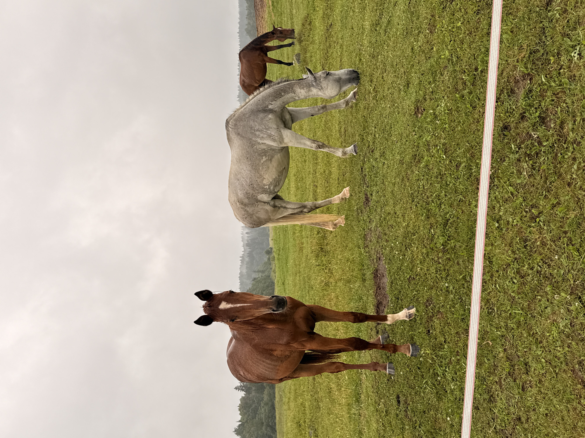 In the city of Galinė, Lithuania, three horses are in a grassy field under an overcast sky. A reddish-brown horse stands in the foreground facing the camera, its head held high, with a white marking on its forehead. To its right, a pale grey horse is grazing with its head lowered. In the background, another reddish-brown horse is also grazing. The field is covered in green grass and scattered with some patches of mud. A white electric fence with red and gray stripes runs horizontally across the bottom of the image. The horizon is marked by a line of trees.