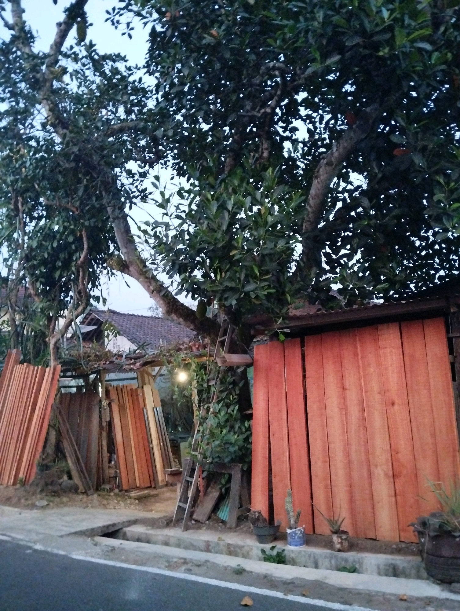 The image captures a roadside scene in Salatiga, Indonesia, dominated by a large, leafy tree and stacked lumber. A dark asphalt road with a white painted edge runs across the bottom of the frame, bordered by a concrete drainage channel. Adjacent to the road, piles of reddish-brown lumber are propped up. A makeshift structure, possibly a workshop or storage area, is visible behind the lumber, featuring a corrugated metal roof and wooden walls. A ladder leans against the tree, which casts shadows on the scene. Several potted plants, including a cactus and an aloe vera, sit on a concrete ledge near the lumber piles. In the background, a residential building with a tiled roof is partially visible amongst the foliage. The sky is overcast, suggesting it is either early morning or late afternoon. There are no people visible in the image.