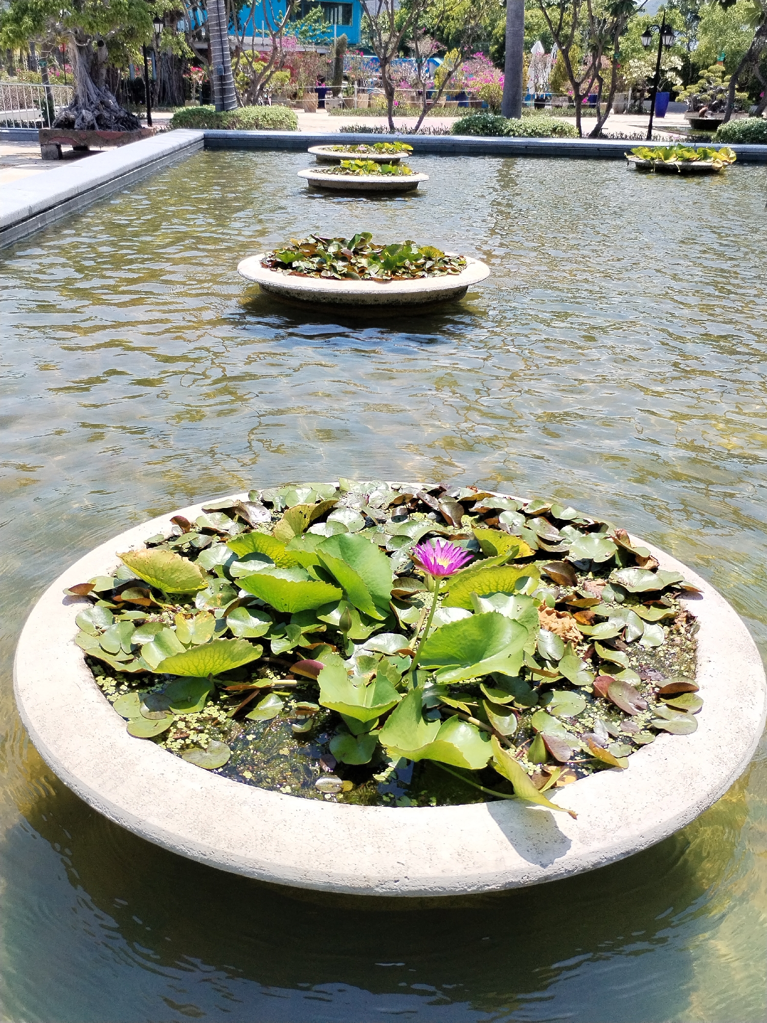 The image shows a pond in Bac Nha Trang Ward, Vietnam, containing several circular concrete planters filled with water lilies and their leaves. The planters float on the water's surface. In the foreground, a single purple lotus flower stands among the green lily pads in one of the planters. The water in the pond is slightly murky, with visible ripples and reflections. The planters are arranged in a line, receding into the distance. Trees and buildings are visible in the background, indicating an urban or park setting. The scene is captured in daylight, with strong sunlight creating shadows on the planter and the water's surface.