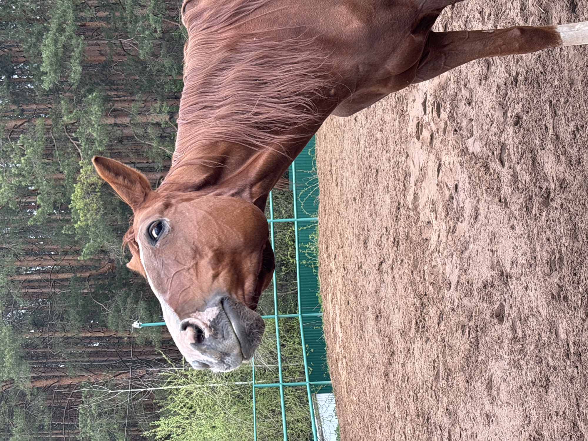 The image shows a horse standing in a paddock or enclosure. The horse is predominantly brown with a white blaze on its face and a white sock on one leg. It has its head lowered, appearing to look towards the camera. The background consists of a sandy ground and a green metal fence, with a forest visible in the distance. The location is in the city of Русский Вожой, Russia.