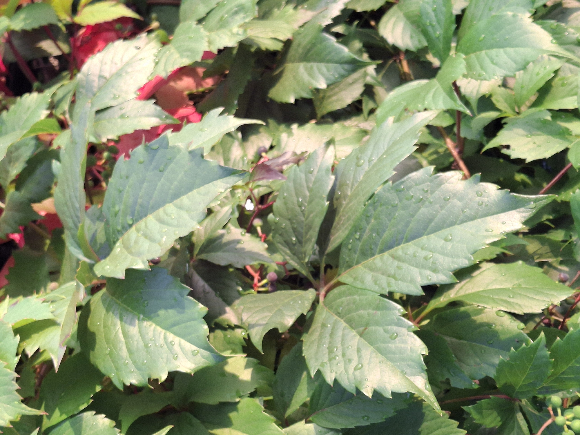 This is a close-up, medium-shot photograph of the foliage of a Virginia creeper plant. The leaves are green and appear slightly damp, with small water droplets visible on their surfaces. The leaves have serrated edges and are arranged densely, creating a textured backdrop. In some areas, hints of red and purplish-red leaves are visible, suggesting the plant may be transitioning to autumn colors or is a variety that exhibits such coloration. Darker, purplish berries are also sparsely present amongst the leaves. The lighting suggests it is daytime, with sunlight casting shadows and highlighting the texture of the leaves. The scene is natural and appears to be outdoors. There are no people or man-made structures visible in the frame, and no specific details can be identified to pinpoint a location within the city of Chaikovsky, Russia.