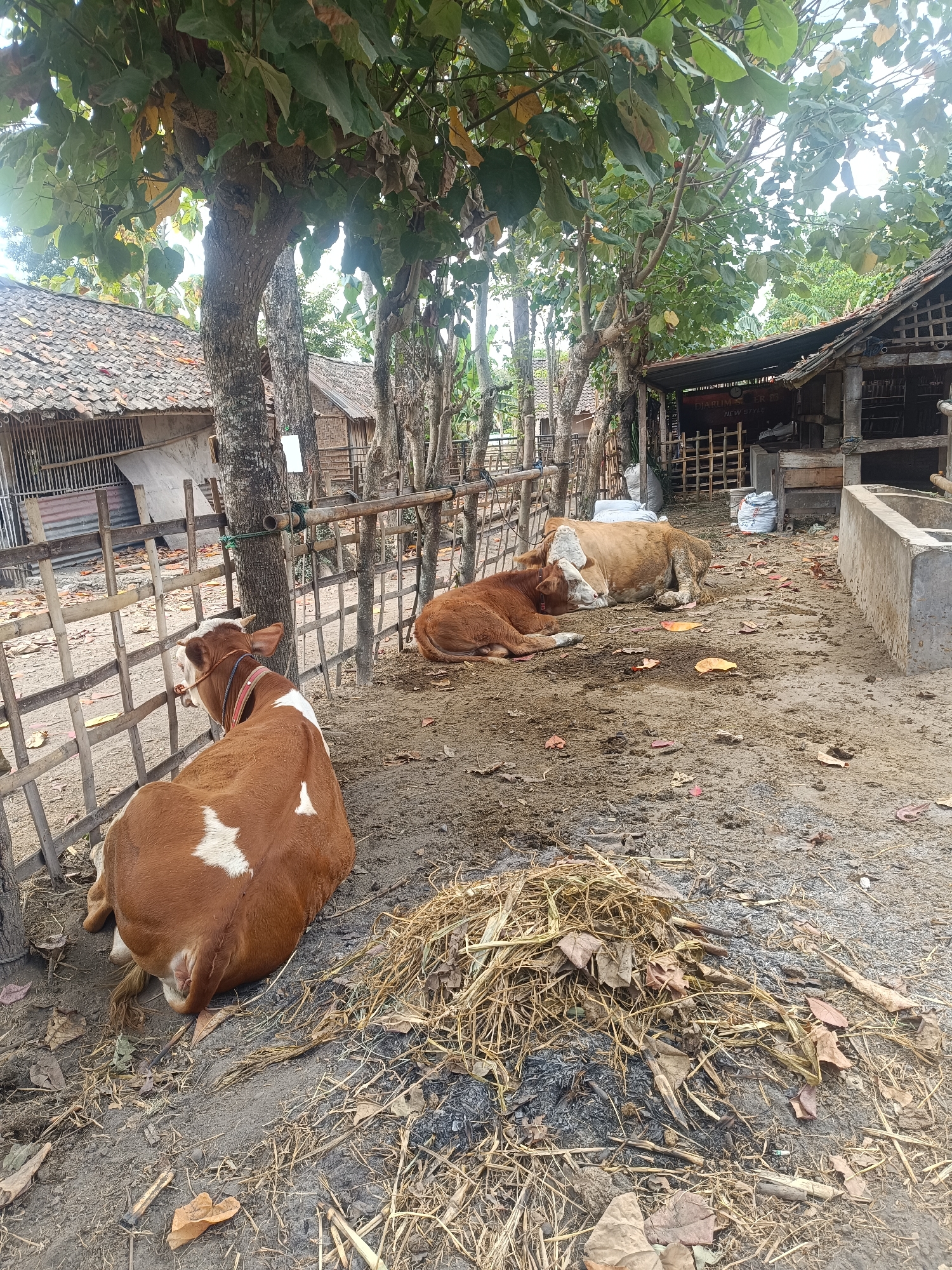 In Jetis, Indonesia, a scene unfolds in a rural setting with three cows resting on the ground. A brown and white cow faces away from the camera, lying down near a wooden fence constructed of bamboo. Two other cows are also lying down further into the yard. One is a lighter brown, and the other is a darker brown. In the background, traditional Indonesian houses with tiled roofs and bamboo structures are visible, suggesting a rustic residential area. The ground is predominantly dirt and dry leaves, with a pile of hay and straw to the right of the foreground cow. Trees with large green leaves provide shade over the scene. The overall impression is one of a quiet, agricultural environment.