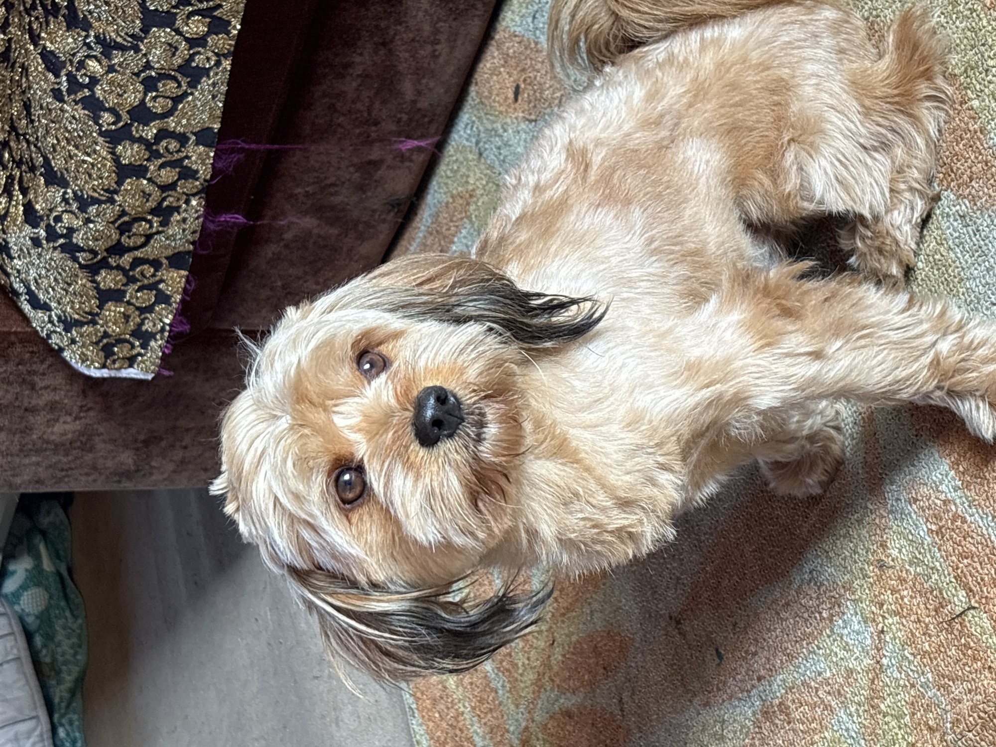 A small, light brown dog with darker brown markings on its ears and tail sits on a patterned rug. The dog's fur is somewhat shaggy, and its ears are long and floppy. Its eyes are dark brown and it is looking slightly to the right of the camera. Behind the dog, to the right, is the arm of a brown sofa with a dark fabric overlay featuring a gold, intricate pattern. The sofa has some loose purple threads hanging from it. To the left of the dog, the floor appears to be a light grey concrete. The overall environment is indoors. The location is identified as Jāņupe, Latvia.