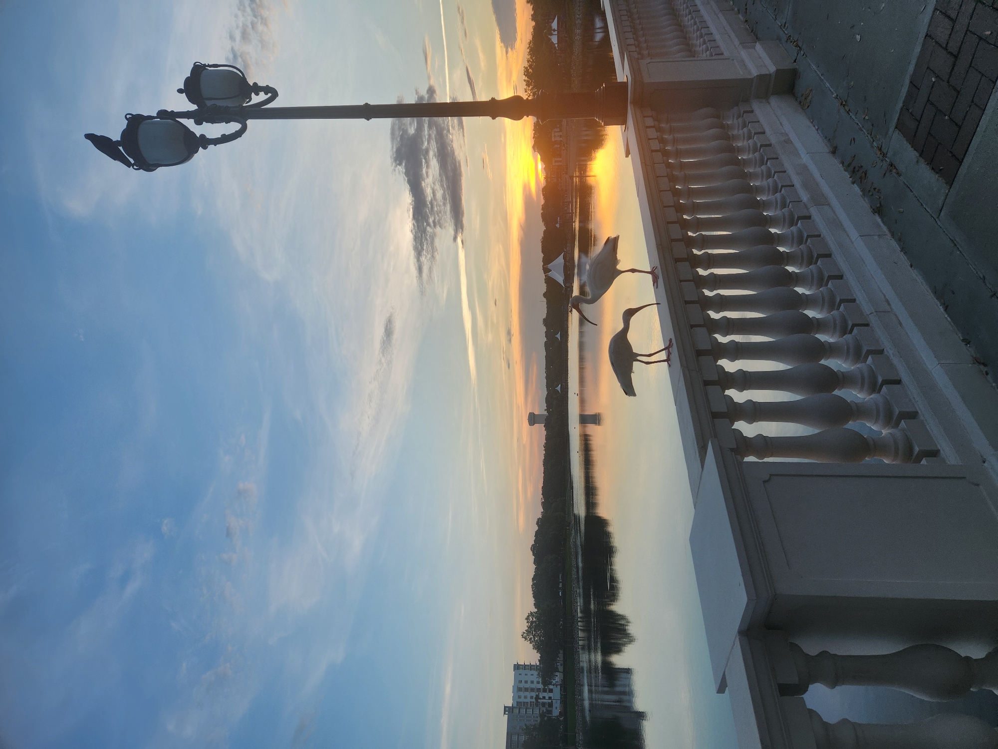 The image captures a serene waterfront scene at sunrise or sunset in Altamonte Springs, Florida. In the foreground, a white stone balustrade runs along a walkway, with two white ibis birds perched on its top railing. One ibis is bending down as if foraging, while the other stands upright. To the right, a black lamppost with two lights rises against the sky, and a small black bird is perched on the top of the lamppost.
The middle ground features a calm body of water reflecting the sky and distant scenery. Across the water, a tree line is visible, with buildings and structures interspersed. Notably, a water tower stands prominently in the distance. The sky is a gradient of blue, with wispy clouds tinged with the warm hues of the setting or rising sun. The overall impression is one of tranquility and natural beauty. The specific location appears to be near Crane's Roost Lake in Altamonte Springs, a popular spot for scenic views and birdwatching.
