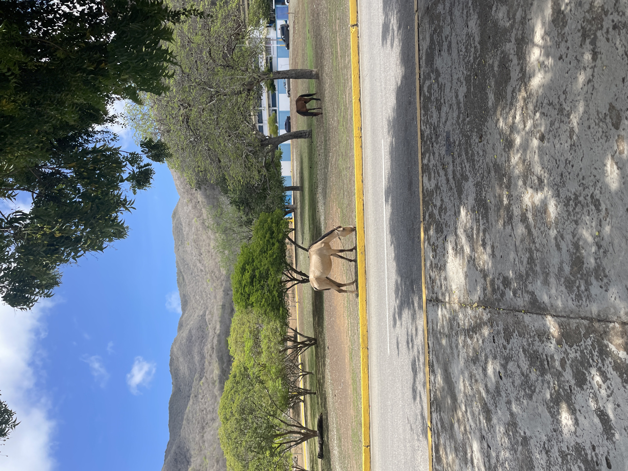 In El Valle del Espíritu Santo, Venezuela, a scenic view unfolds with a road in the foreground, bordered by a yellow line. Beyond the road, a grassy area is dotted with trees and two horses. One horse, a light tan color, grazes in the middle ground, while a darker brown horse is visible further back. In the background, a building with blue and white accents stands beneath a range of dry, mountainous terrain. The sky is a clear blue with scattered white clouds, and the scene is framed by the leafy branches of trees overhead.