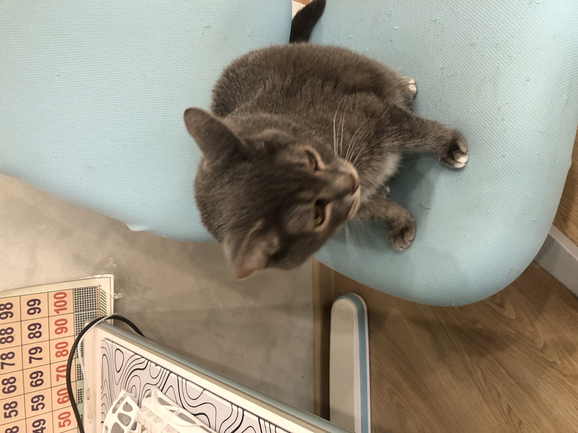 A grey tabby cat is sitting on a light blue upholstered chair. The cat is facing down and to its right, with its head lowered. Its front paws are resting on the chair seat. To the left of the chair is a desk with a white and black patterned surface. Behind the desk, a grid of numbers is visible on a wall chart. The flooring appears to be wooden planks. The scene is indoors, with a plain grey wall in the background. There is no specific information to place this image in Solikamsk, Russia.