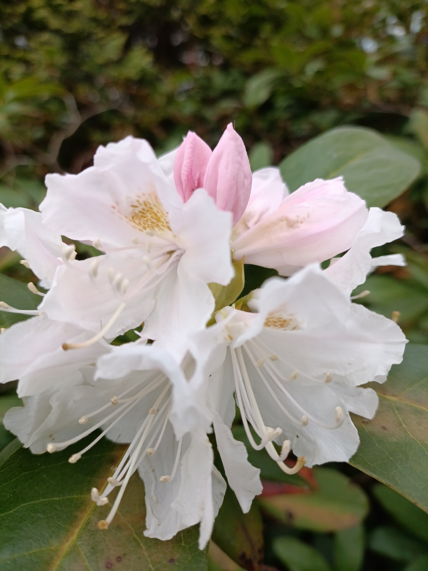 Close-up of a cluster of white rhododendron flowers with pink buds, set against a backdrop of green leaves and blurred foliage. The image likely originates from a garden or park setting in Svetlogorsk, Russia. The focus is on the delicate details of the petals and stamens.