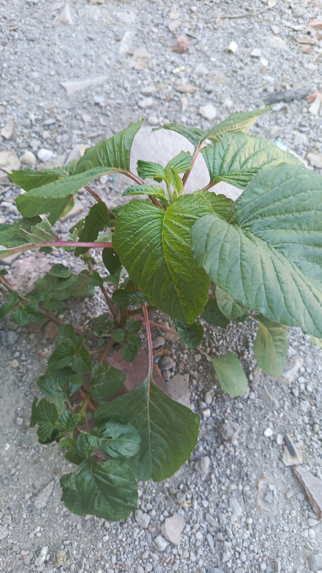 A small, green plant with broad leaves and reddish stems grows in the gravelly ground in Bajang, Indonesia. The plant is in focus, with the background blurred. The ground is covered in small, grey pebbles and some larger stones.