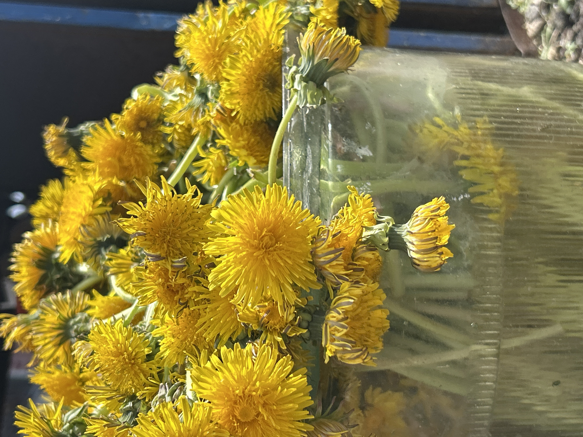 The image shows a cluster of bright yellow dandelion flowers gathered together, possibly in a bunch or bouquet. The flowers are positioned against a textured, reflective surface that could be glass or plastic. Reflected in this surface are distorted images of the dandelions, as well as some hints of the surrounding environment.