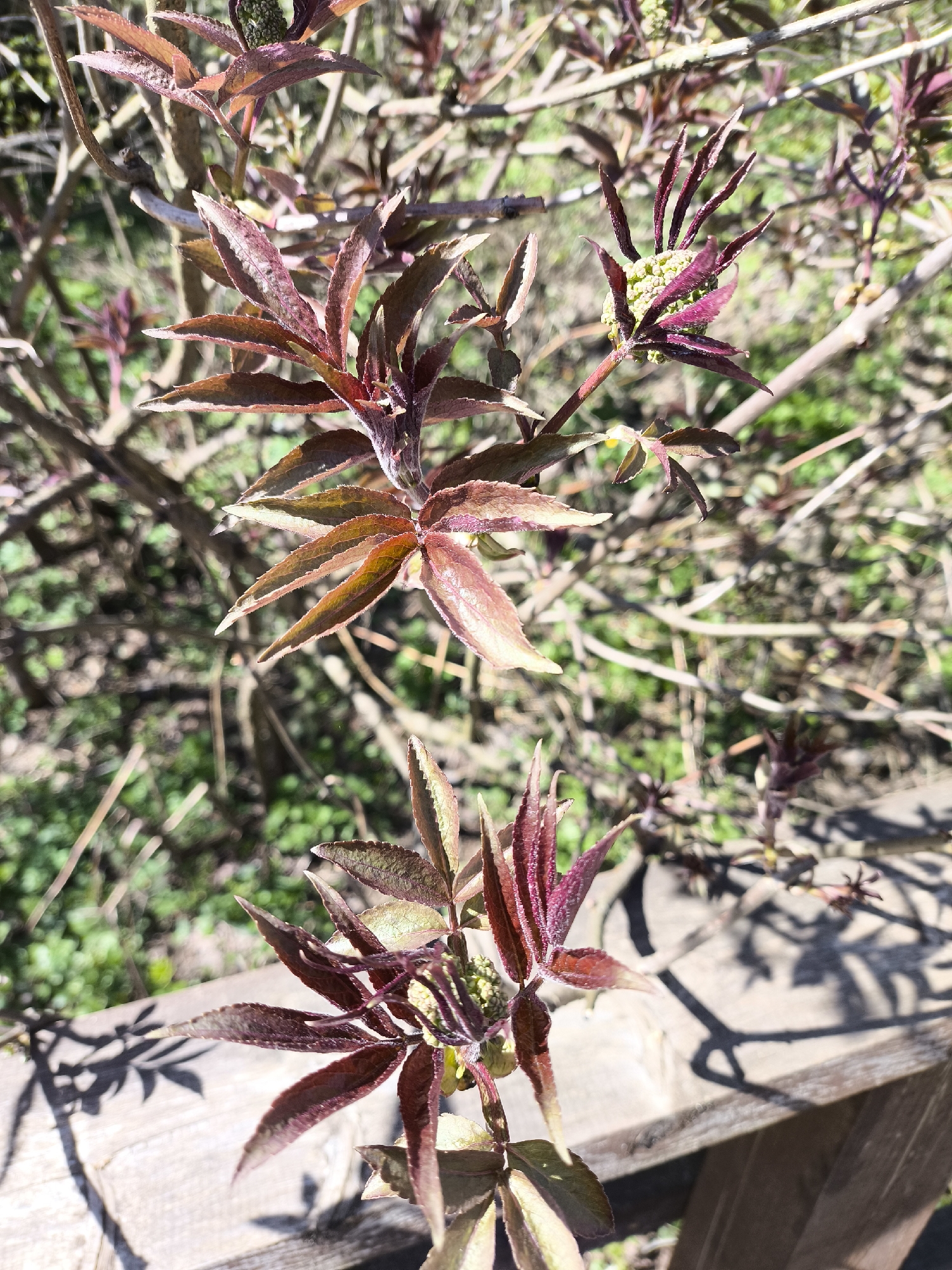 The image shows a close-up of a plant with reddish-brown leaves and clusters of small green buds. The plant appears to be growing in an outdoor setting. A blurred background suggests other plants and possibly grass. There is also part of a wooden structure in the lower part of the image, casting a shadow on a surface. There is no indication of the city of Moscow, Russia, or any other specific location. No people are visible.