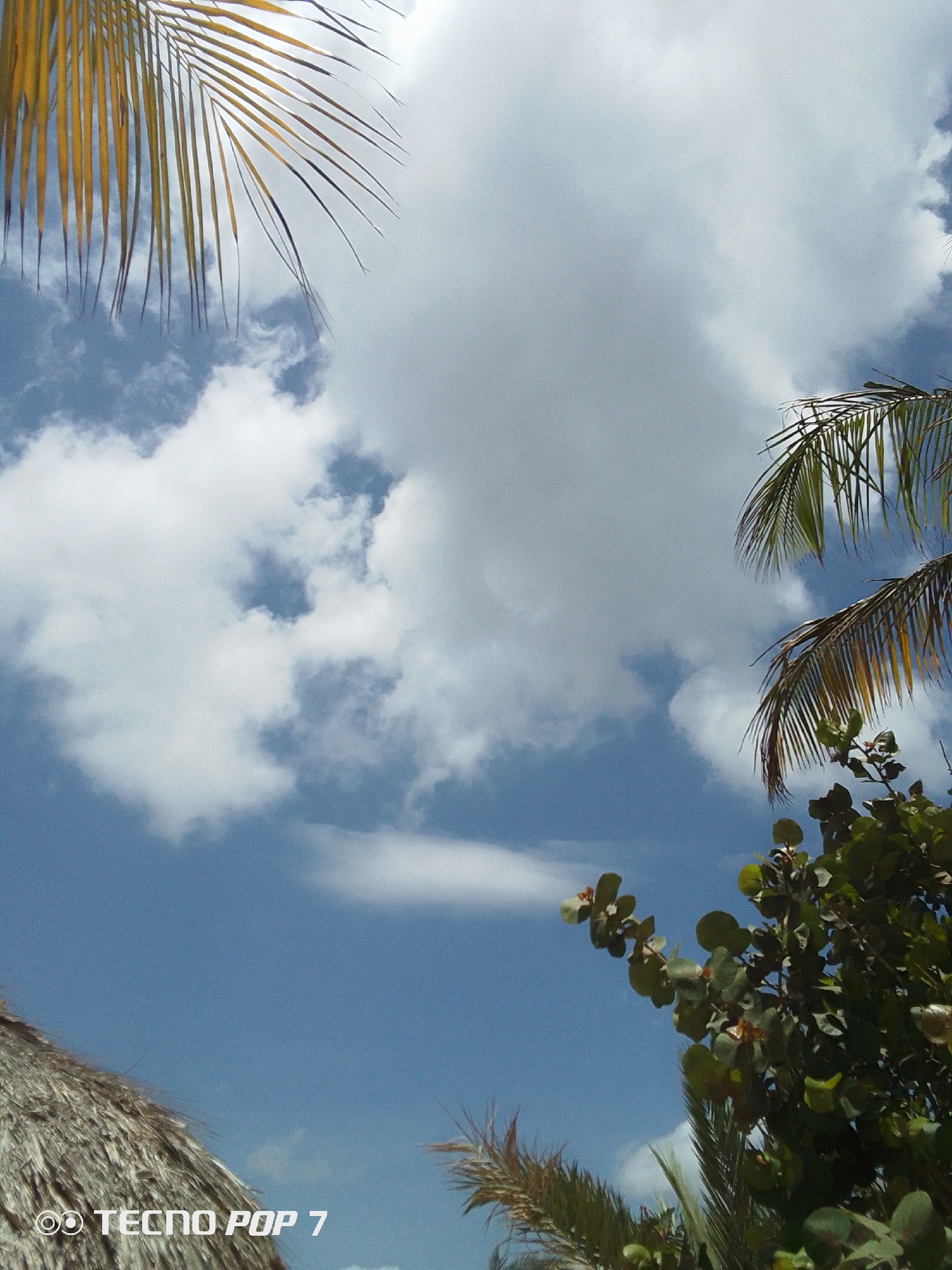 The image captures a view in Pedro González, Venezuela. The sky is mostly blue with scattered white clouds. A palm tree branch is visible in the upper left corner, with another in the upper right. In the bottom right, green foliage with round leaves is visible. In the bottom left corner, there is a thatched roof of a hut or building.