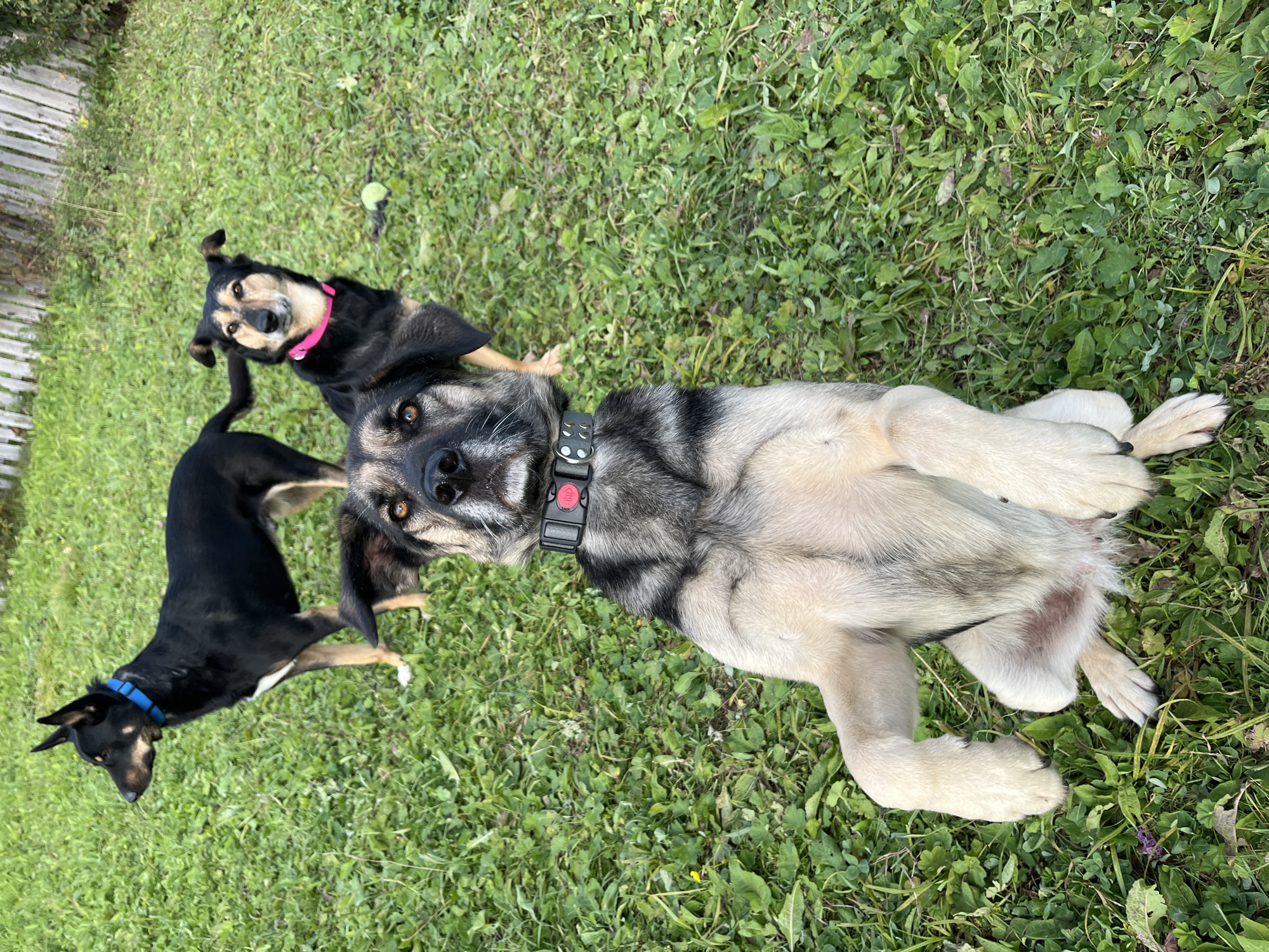 In a grassy outdoor area, potentially a backyard or park, three dogs are present. In the foreground, a large mixed-breed dog is lying on its back with its legs in the air, looking towards the camera. This dog is wearing a black collar with red accents. To the left and slightly behind it, a black and tan dog with a blue collar is standing and looking to the left. Further back and to the right, another black and tan dog with a pink collar is standing and looking towards the camera. A small yellow ball is visible on the grass near this dog. The background consists of green grass and a wooden fence. The image does not contain any elements that would allow for identification of its specific location within the city of Nizhny Tagil, Russia.