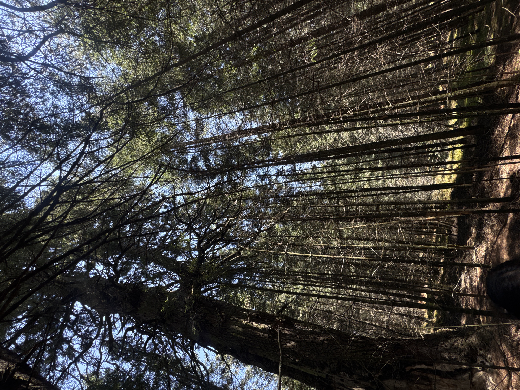 The image shows a dense forest viewed from a low angle, looking upwards. The trunks of tall, thin trees dominate the scene, stretching vertically towards the sky. A large, moss-covered tree lies diagonally across the lower left portion of the frame. Patches of blue sky are visible through the canopy. There is no indication of this image being taken near/in Guadaloupe, Mexico.